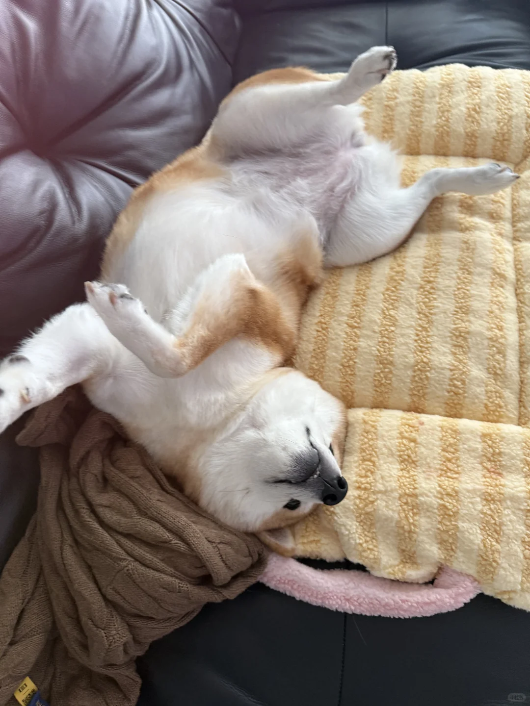 睡姿有点太妖娆了我崽💤