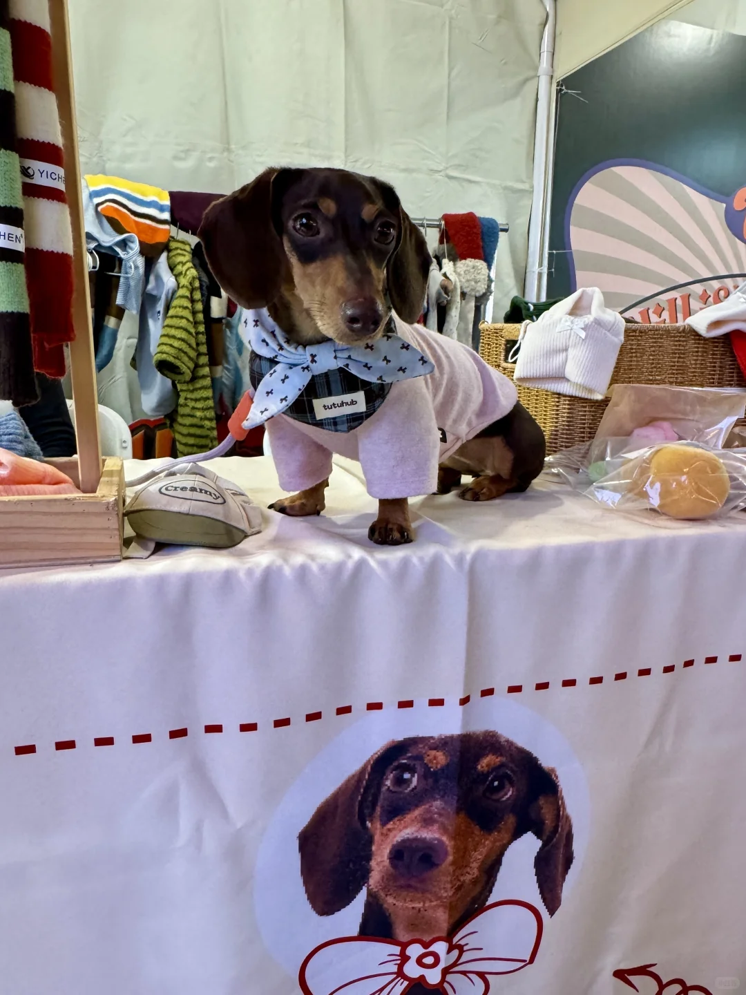 宠物服装TailTerra亮相四海城 🧣