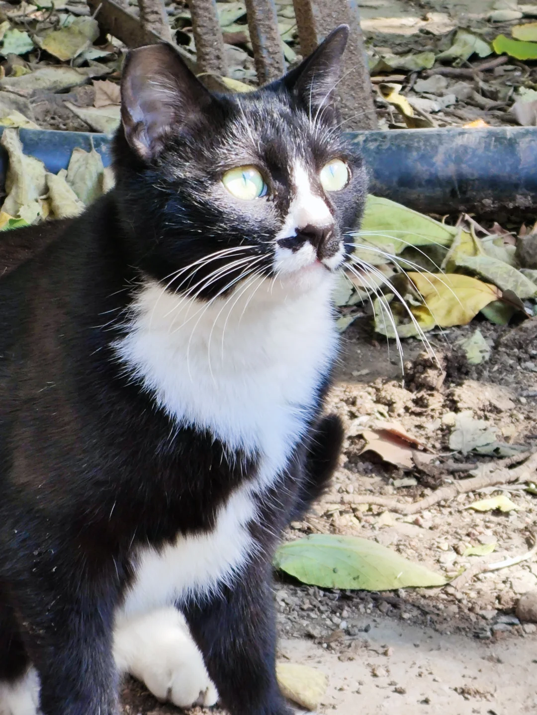 黑猫警长的妖娆和嚣张