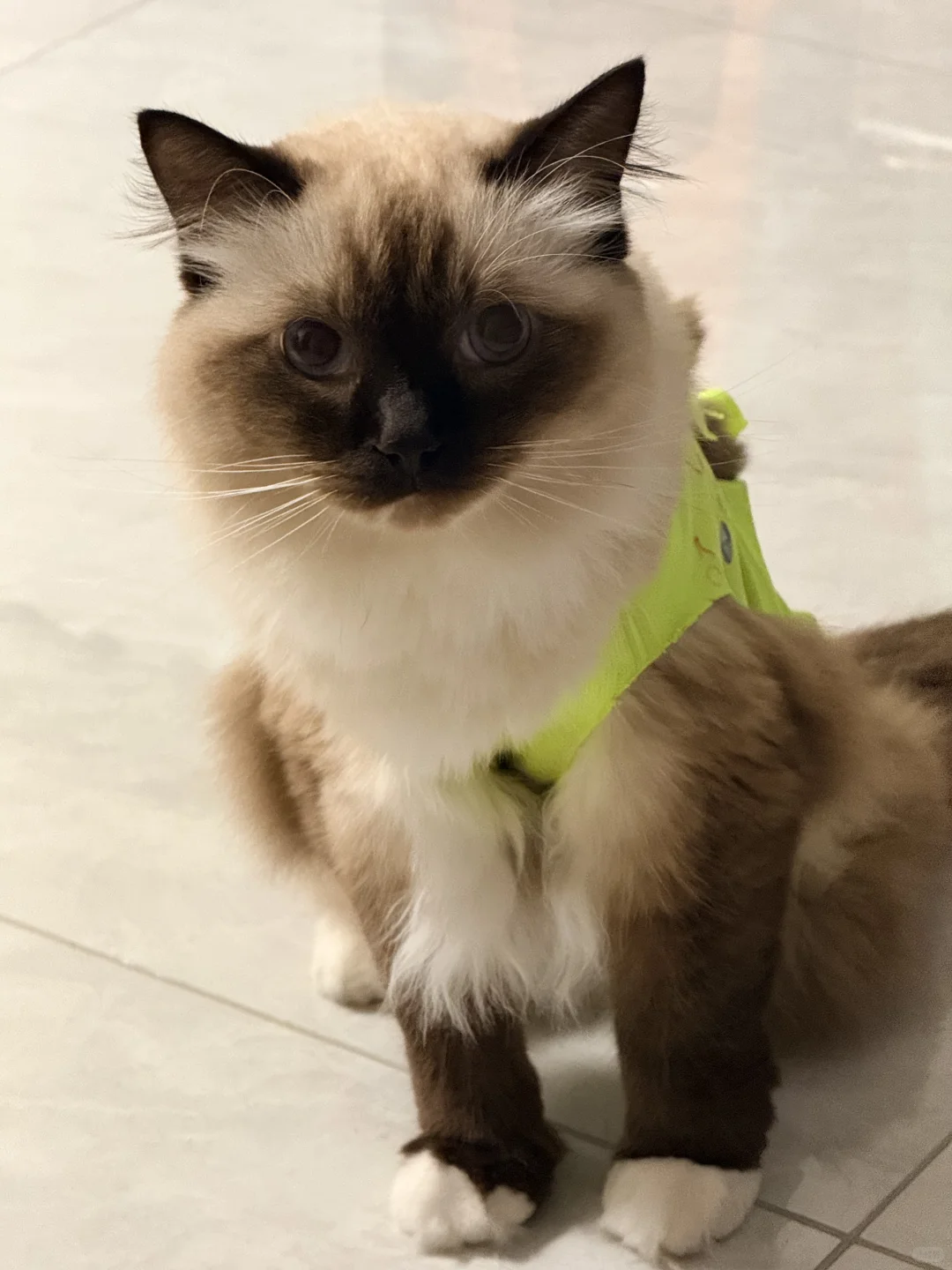 这是一只很有逻辑的小猫