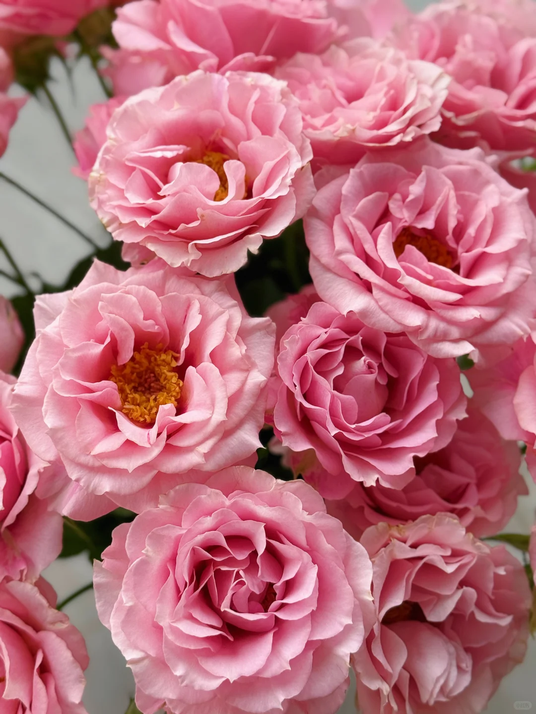 花开云南｜温柔而妩媚，美丽得恰到好处