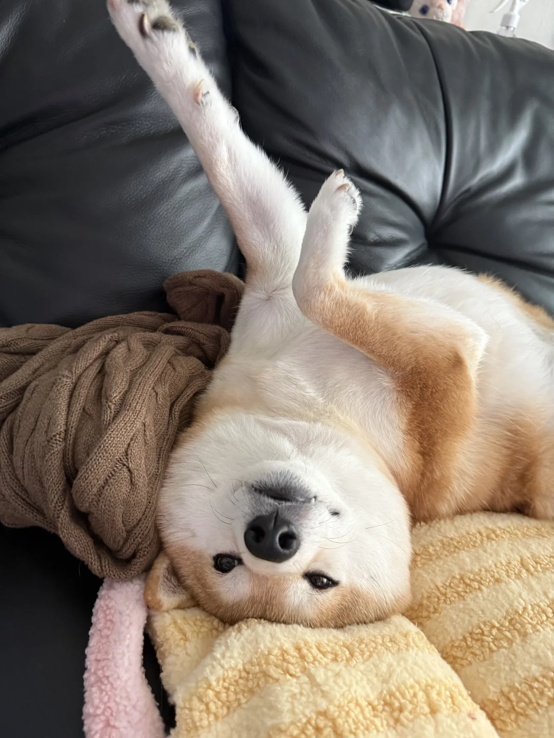 睡姿有点太妖娆了我崽💤