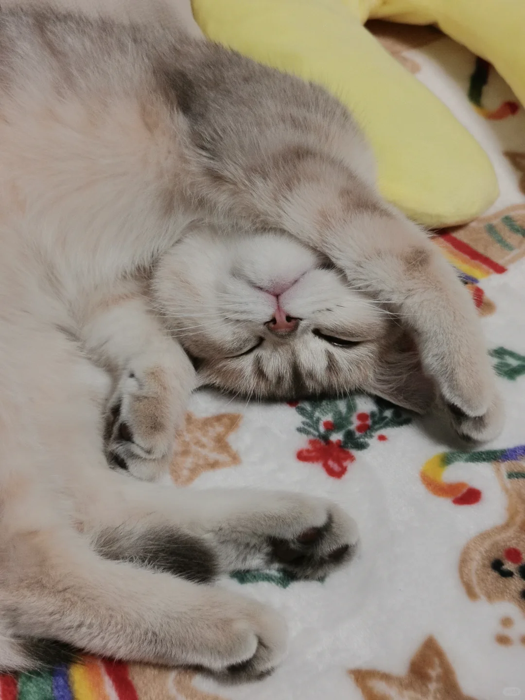 猫咪刚到家就这样睡觉正常吗/😍😍😍