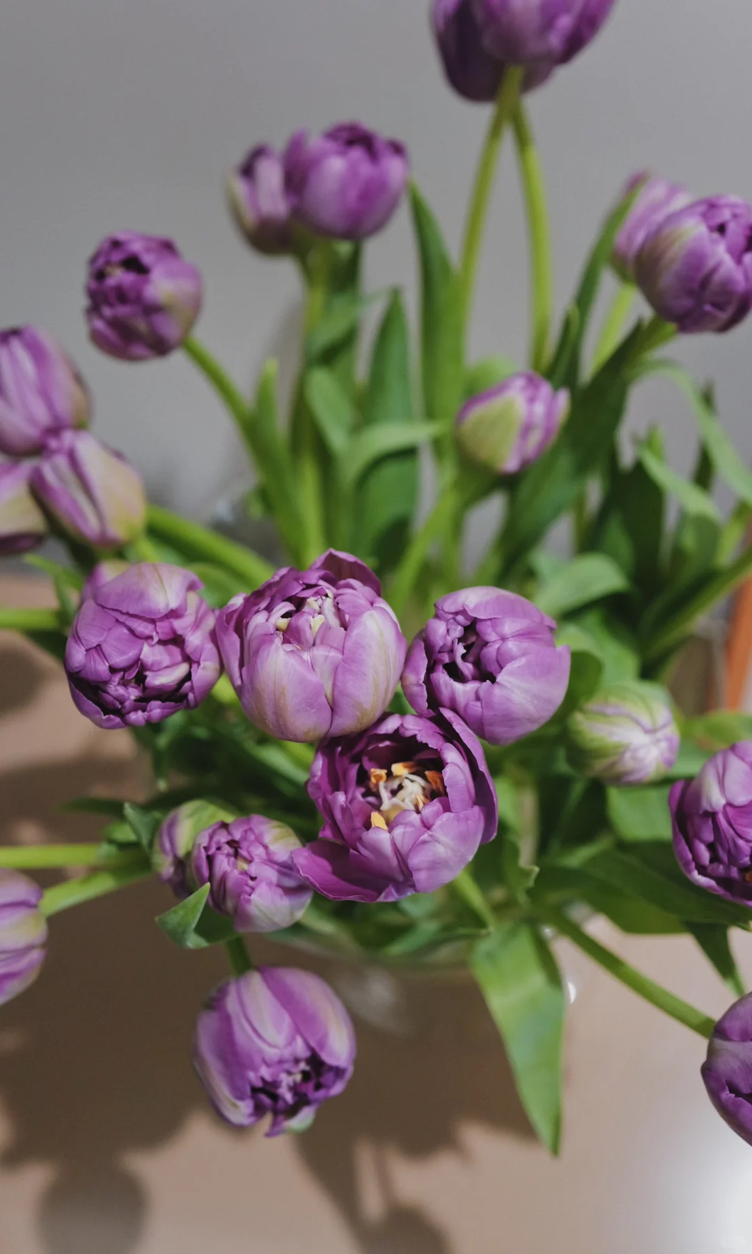 优秀的重瓣郁金香