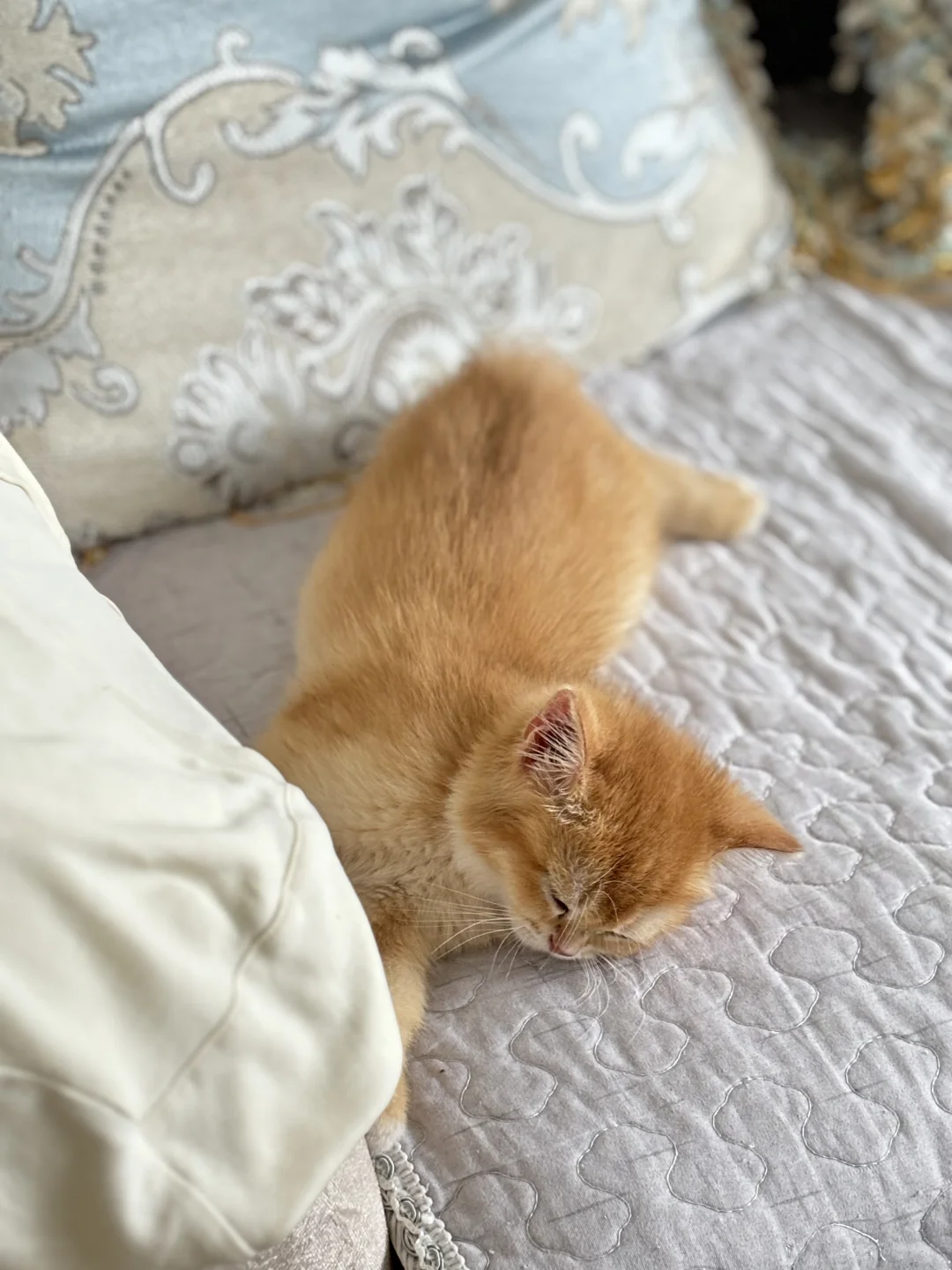 咪的随地大小睡