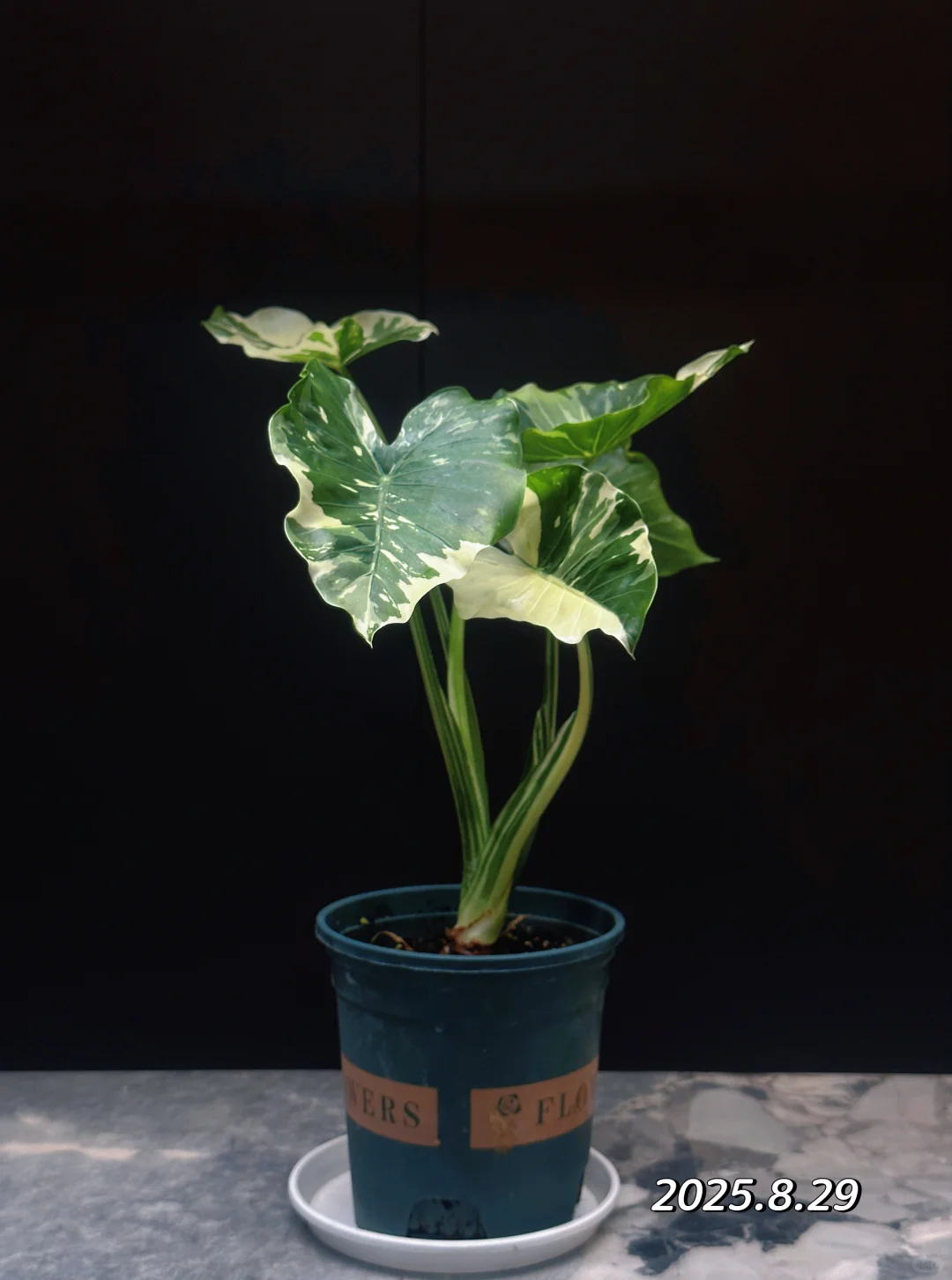 两个月时间家里的海芋越长越妖娆了