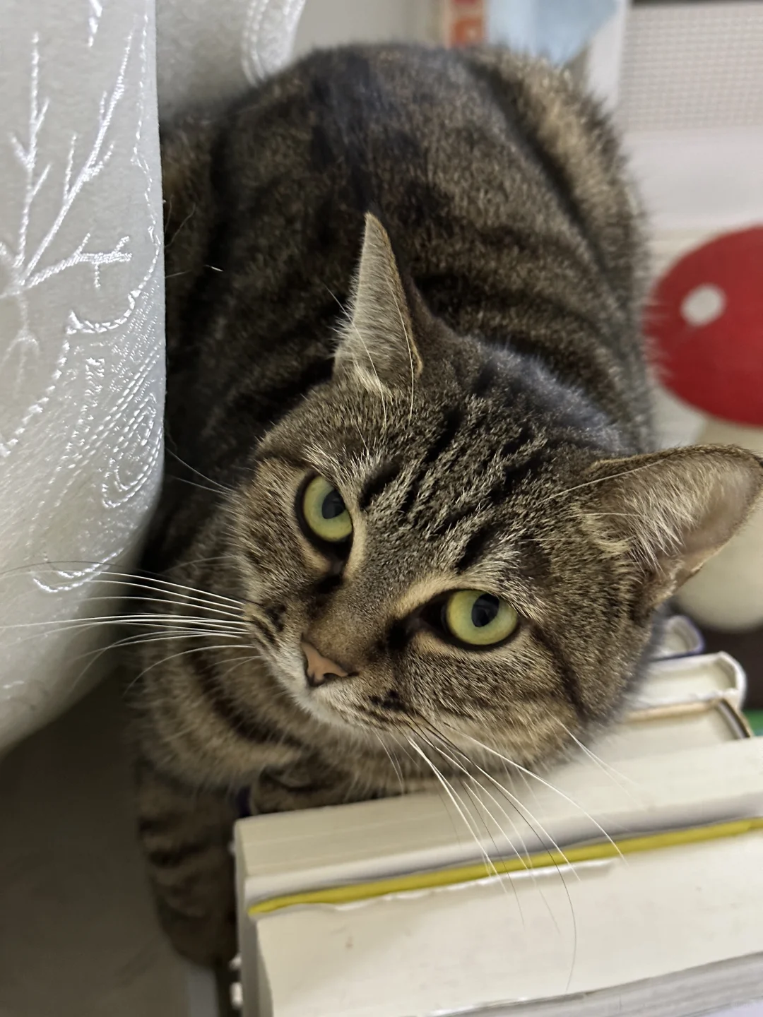 你这个姿势是怎么睡得着觉的😳