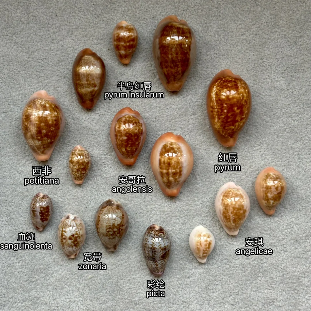 宝螺图鉴｜Zonaria属