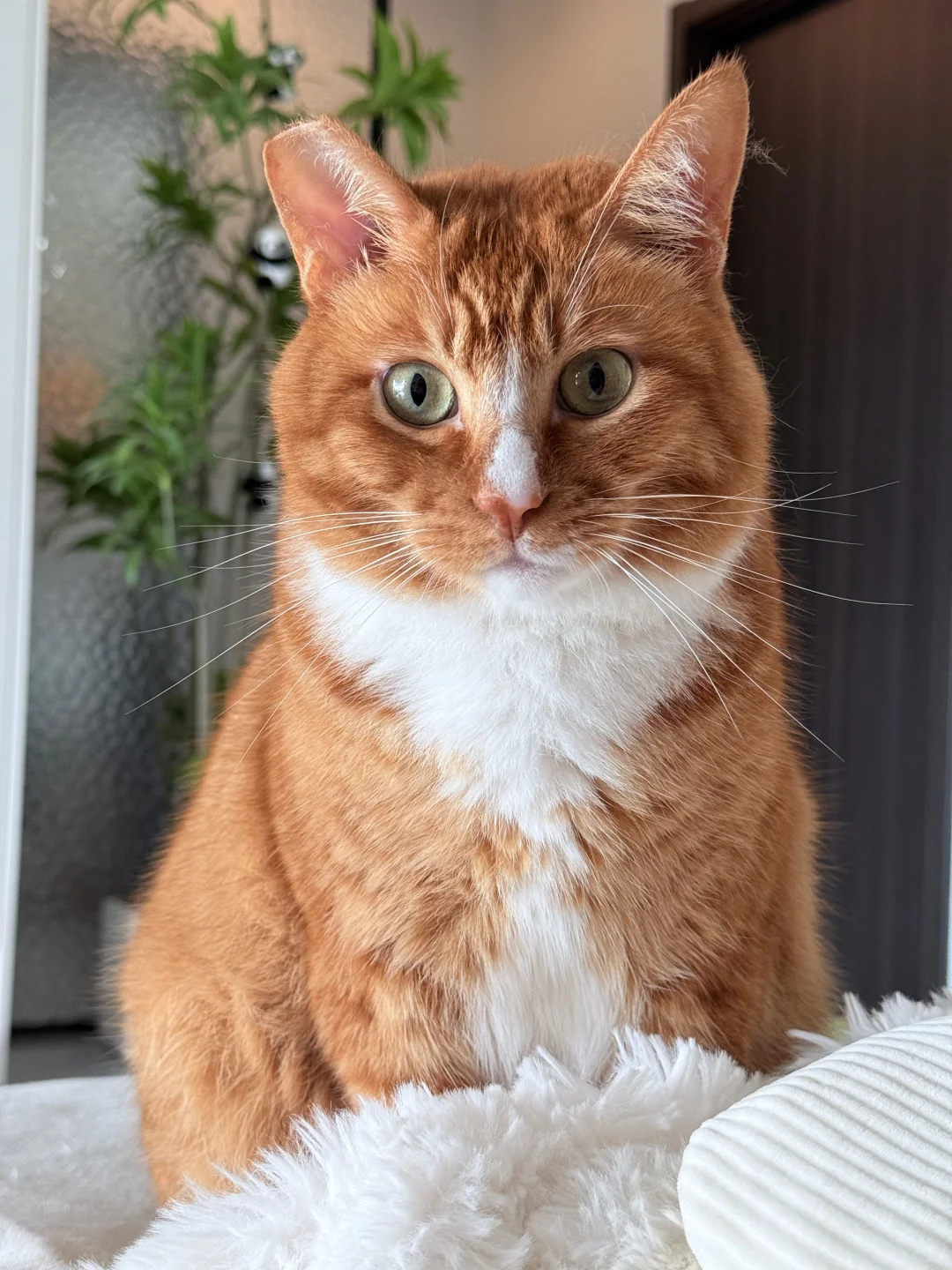 谁家小猫这么坐啊…