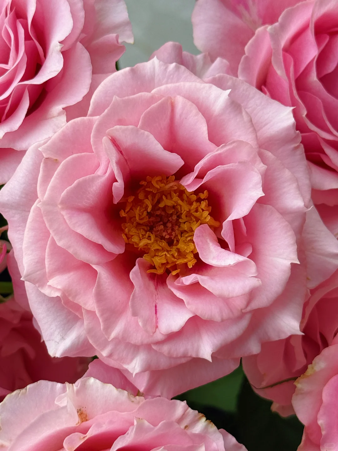 花开云南｜温柔而妩媚，美丽得恰到好处