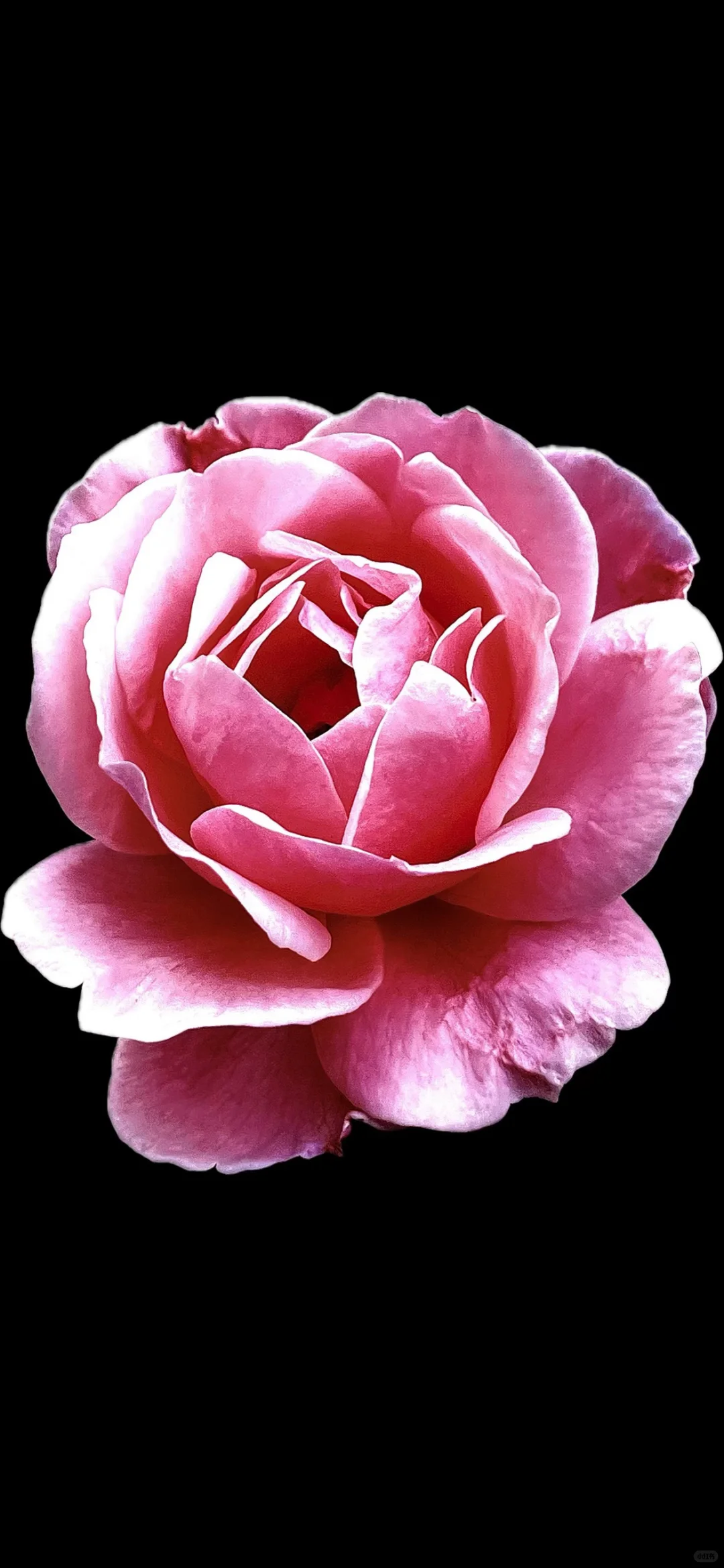 月季虽说不飘香，月月绽放独妖娆