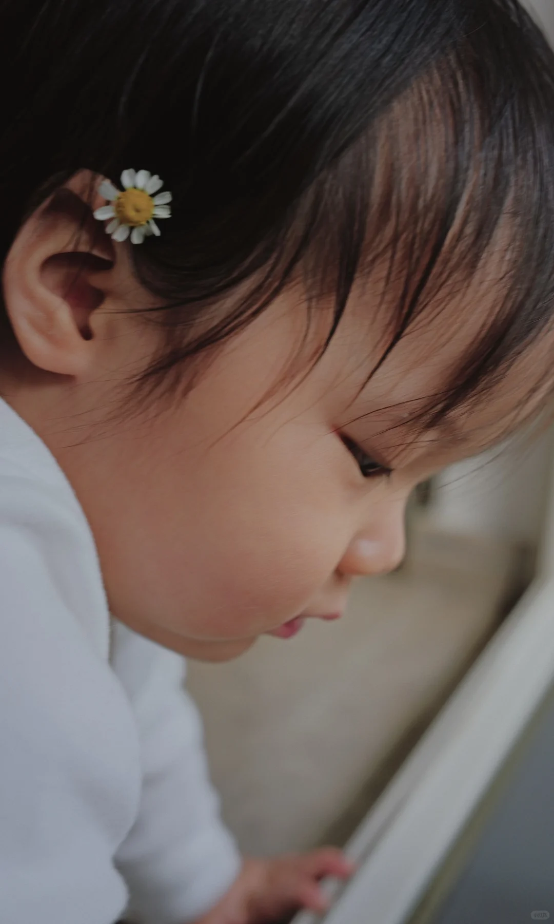 优秀的重瓣郁金香