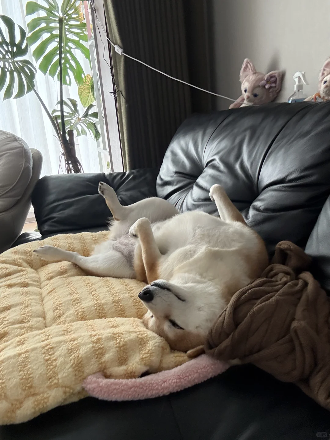 睡姿有点太妖娆了我崽💤