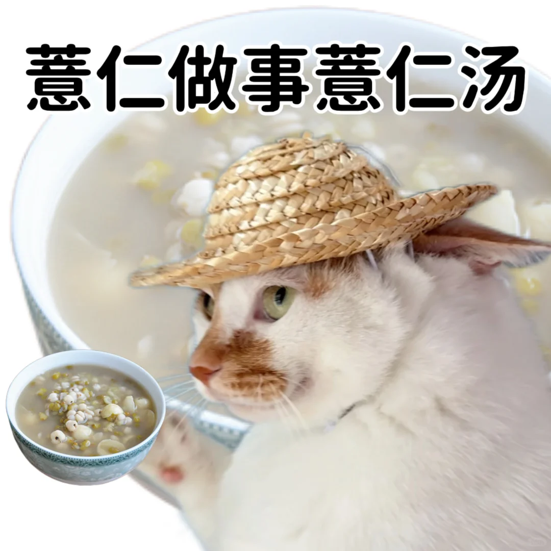 小猫演绎食物谐音梗