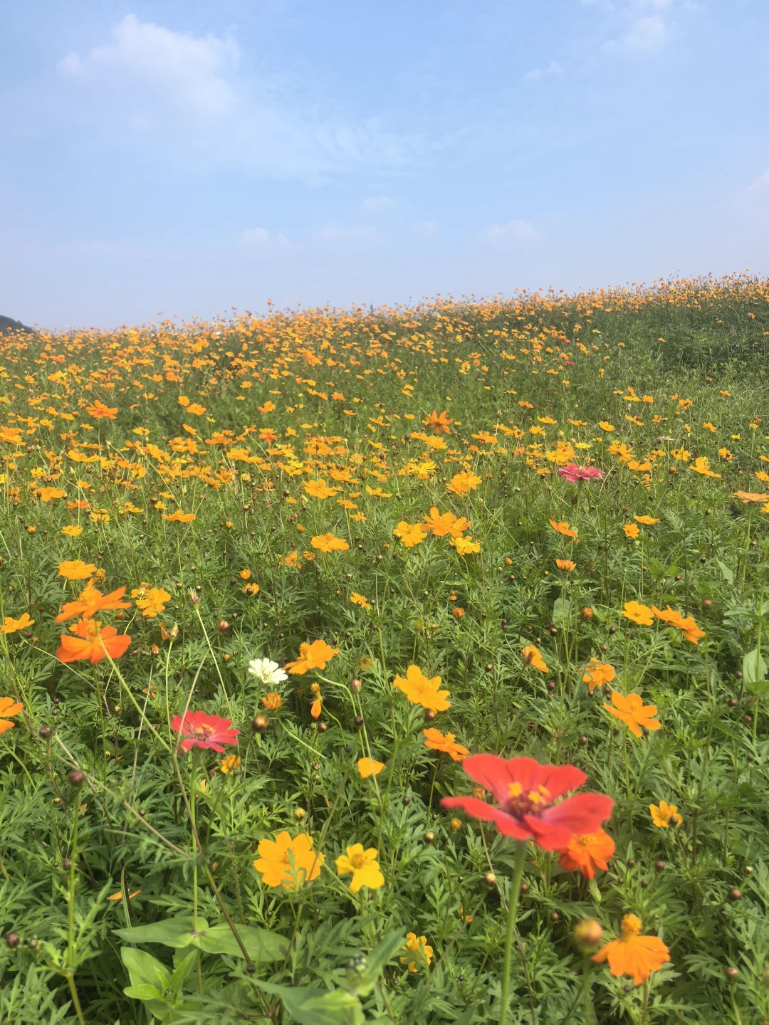 杭州人有自己的「阿勒泰」