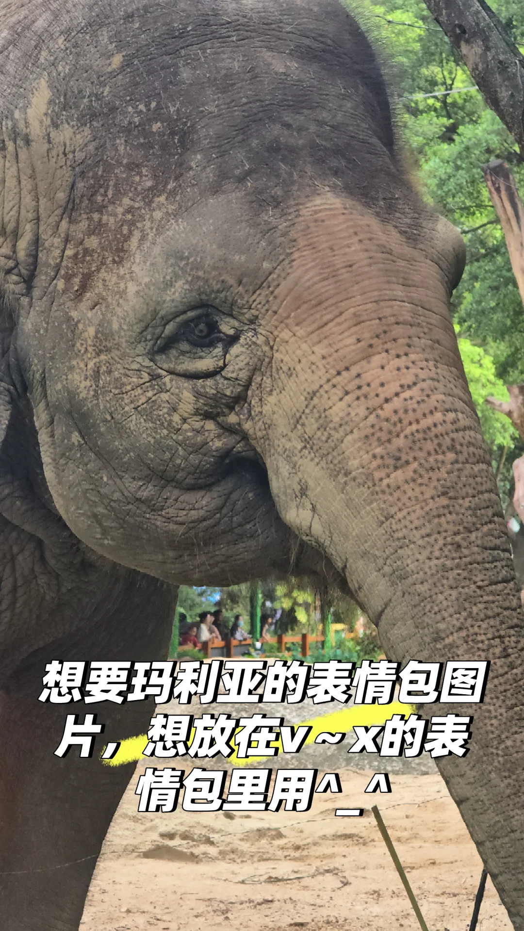 想要玛利亚的表情包图片，放隔壁表情包用