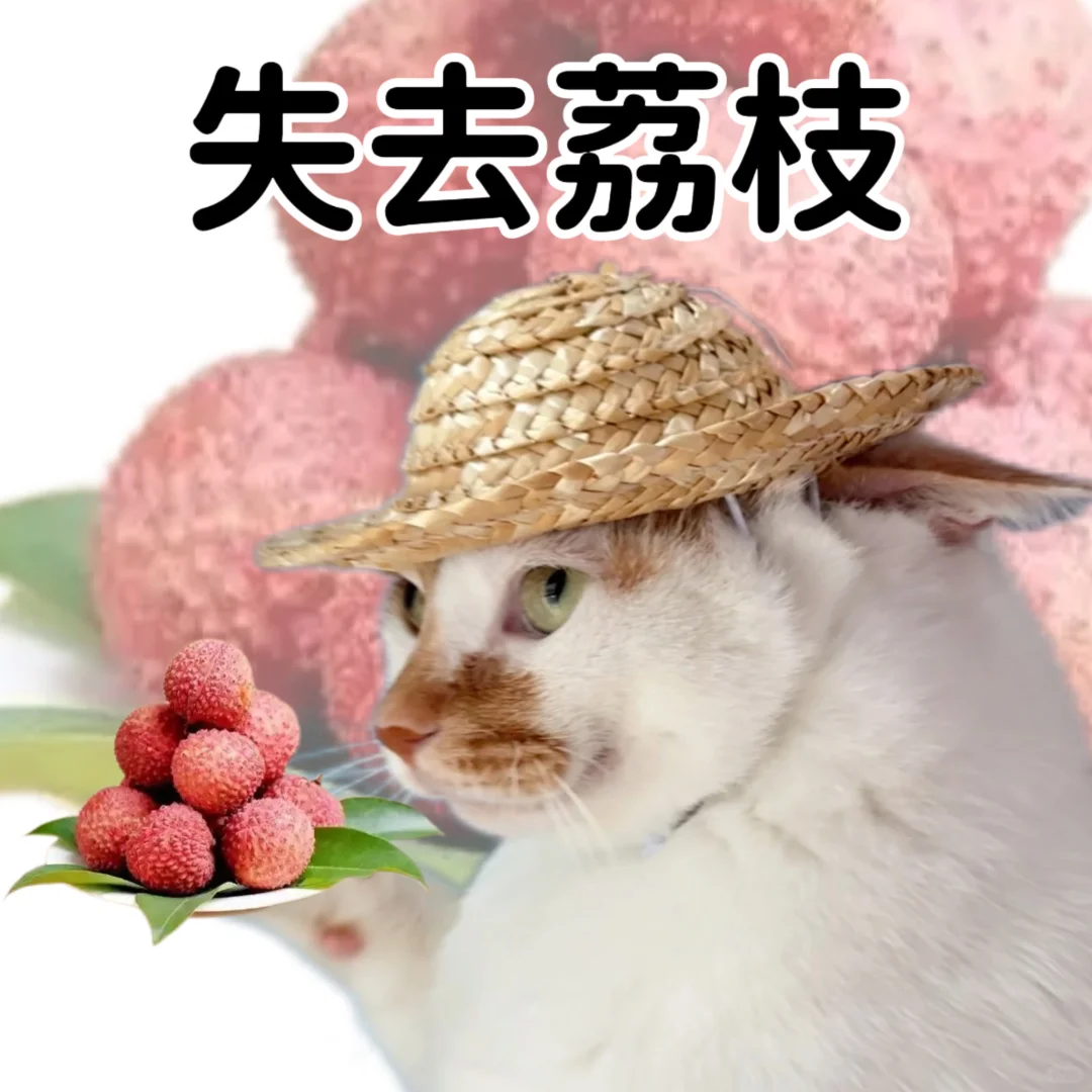 小猫演绎食物谐音梗
