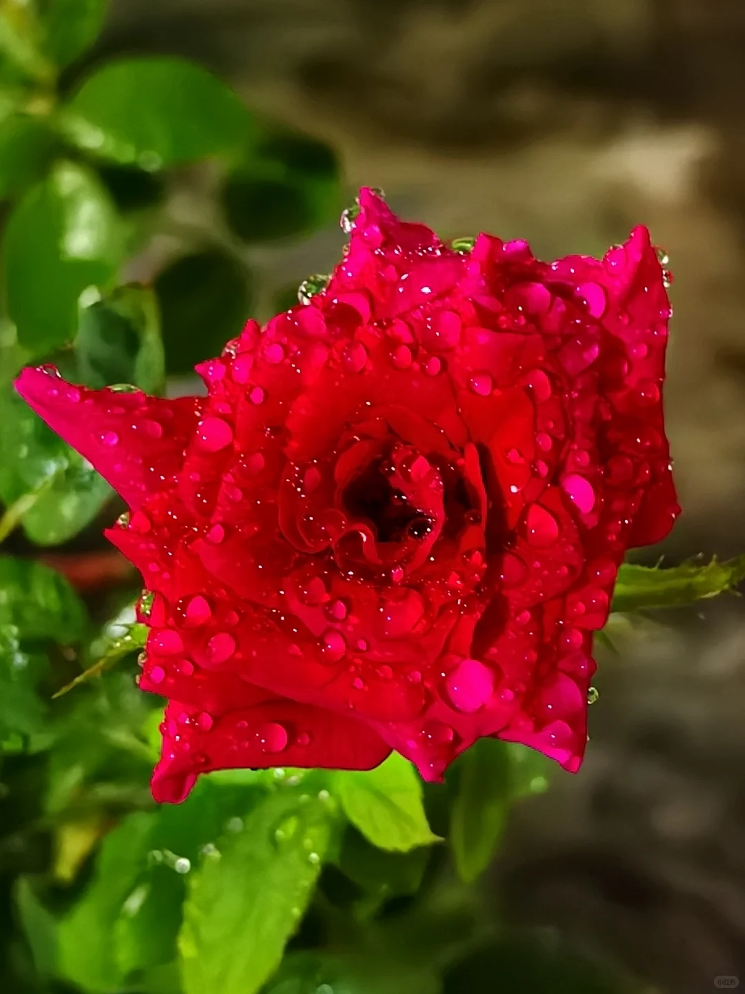 秋天除了菊花，还有......