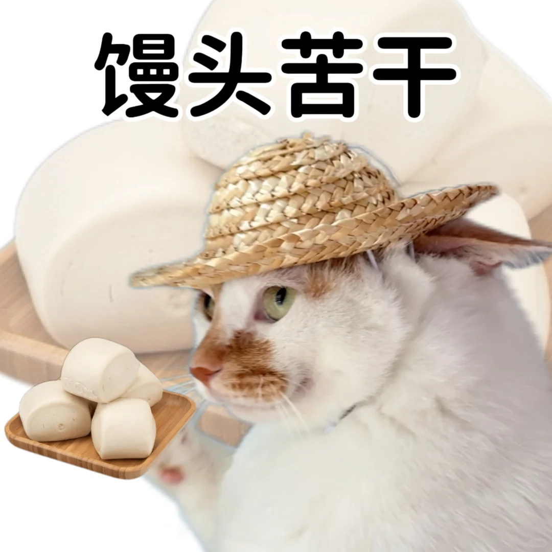 小猫演绎食物谐音梗