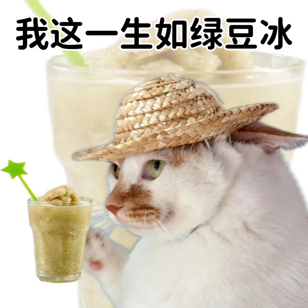 小猫演绎食物谐音梗