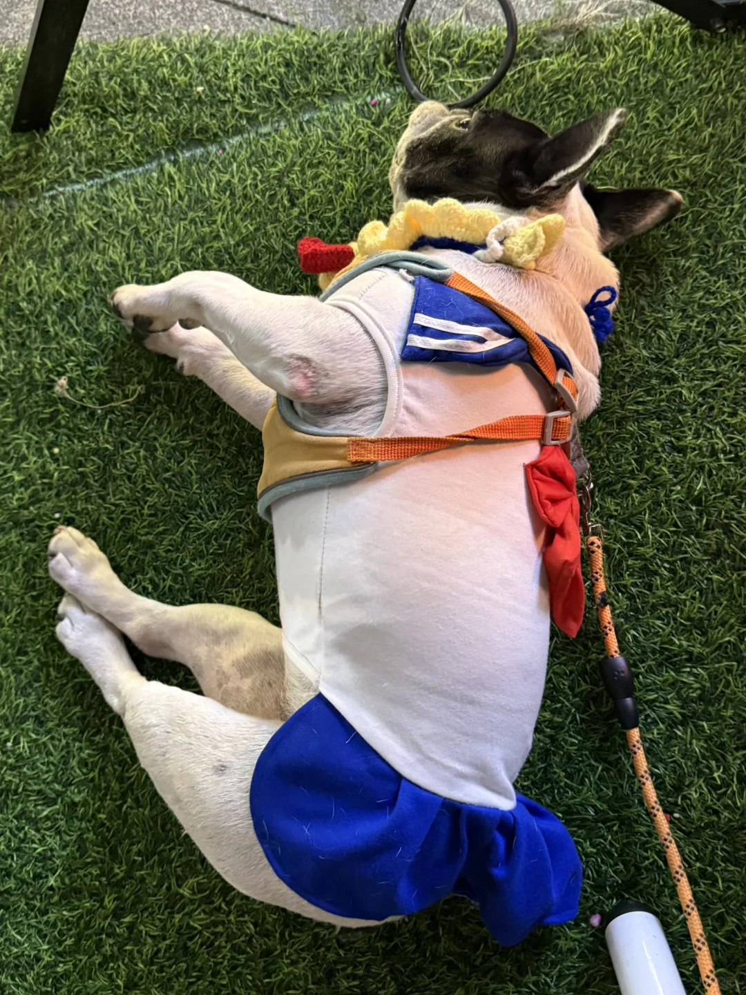 万能小红书求杭州11.1法斗美少女壮士照片