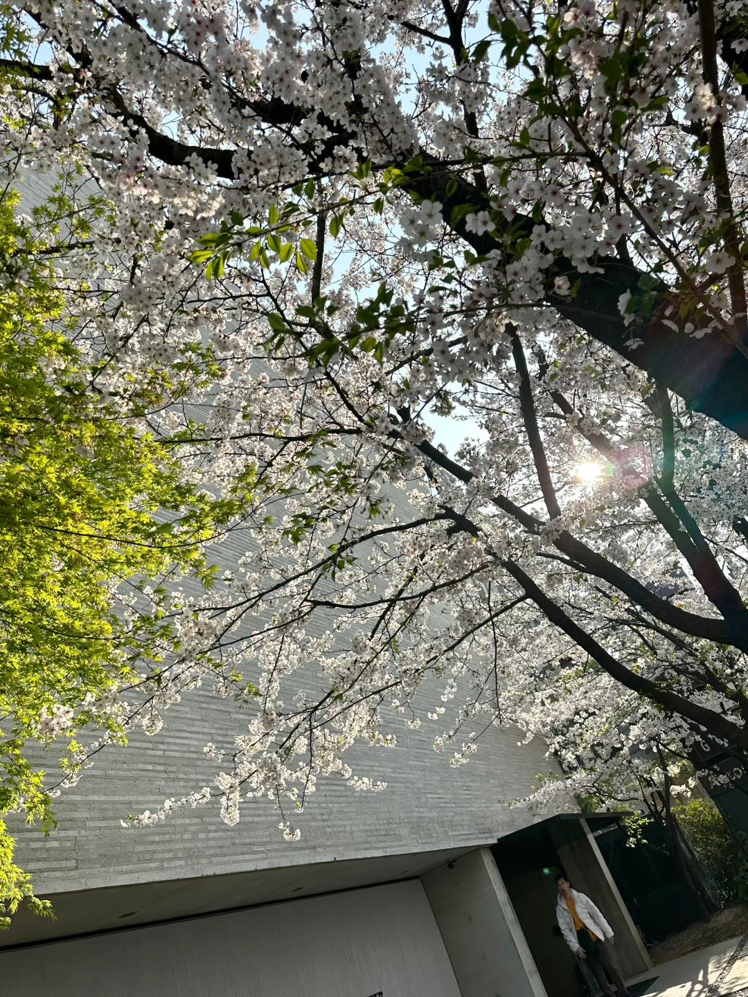 四月的首尔🌸☕️