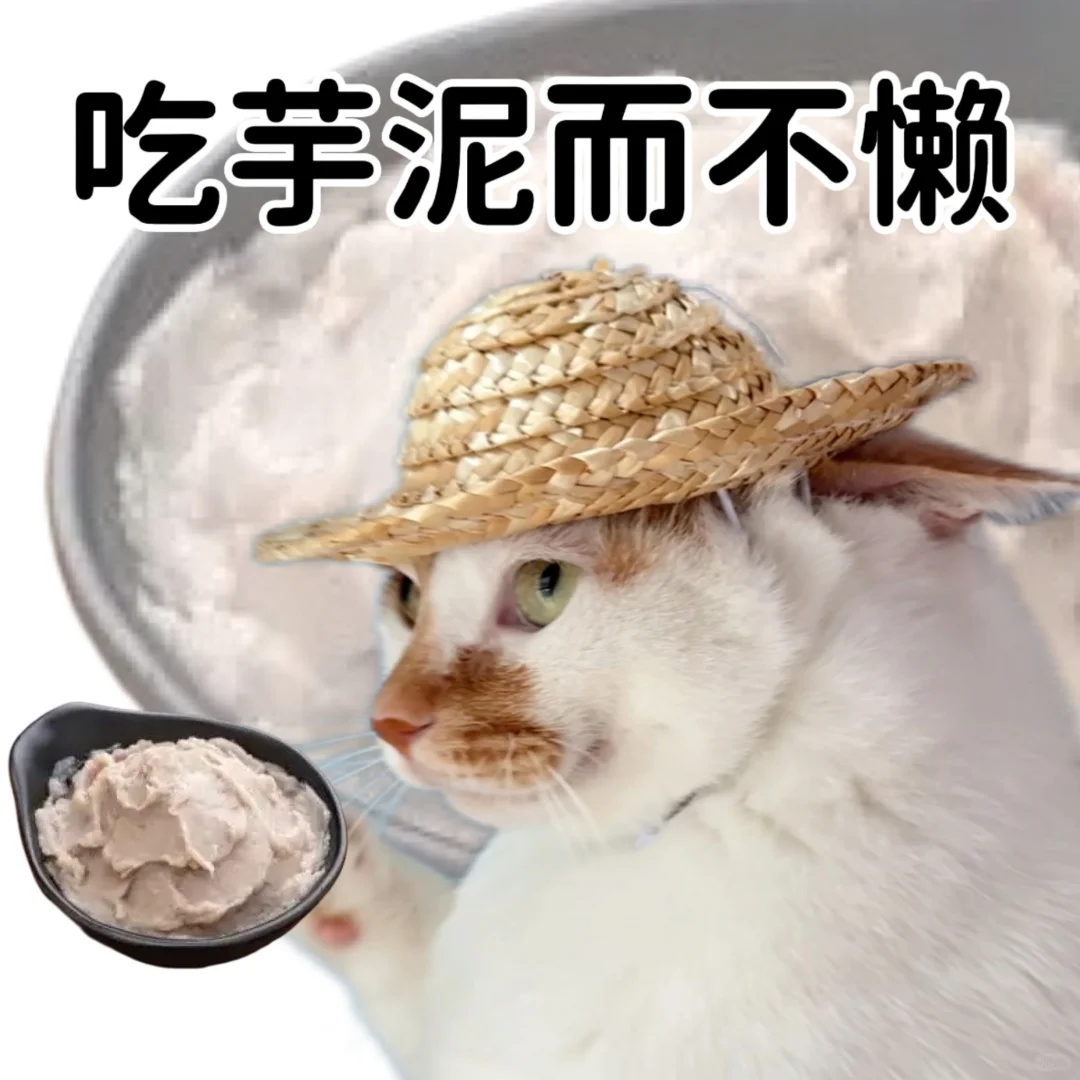 小猫演绎食物谐音梗