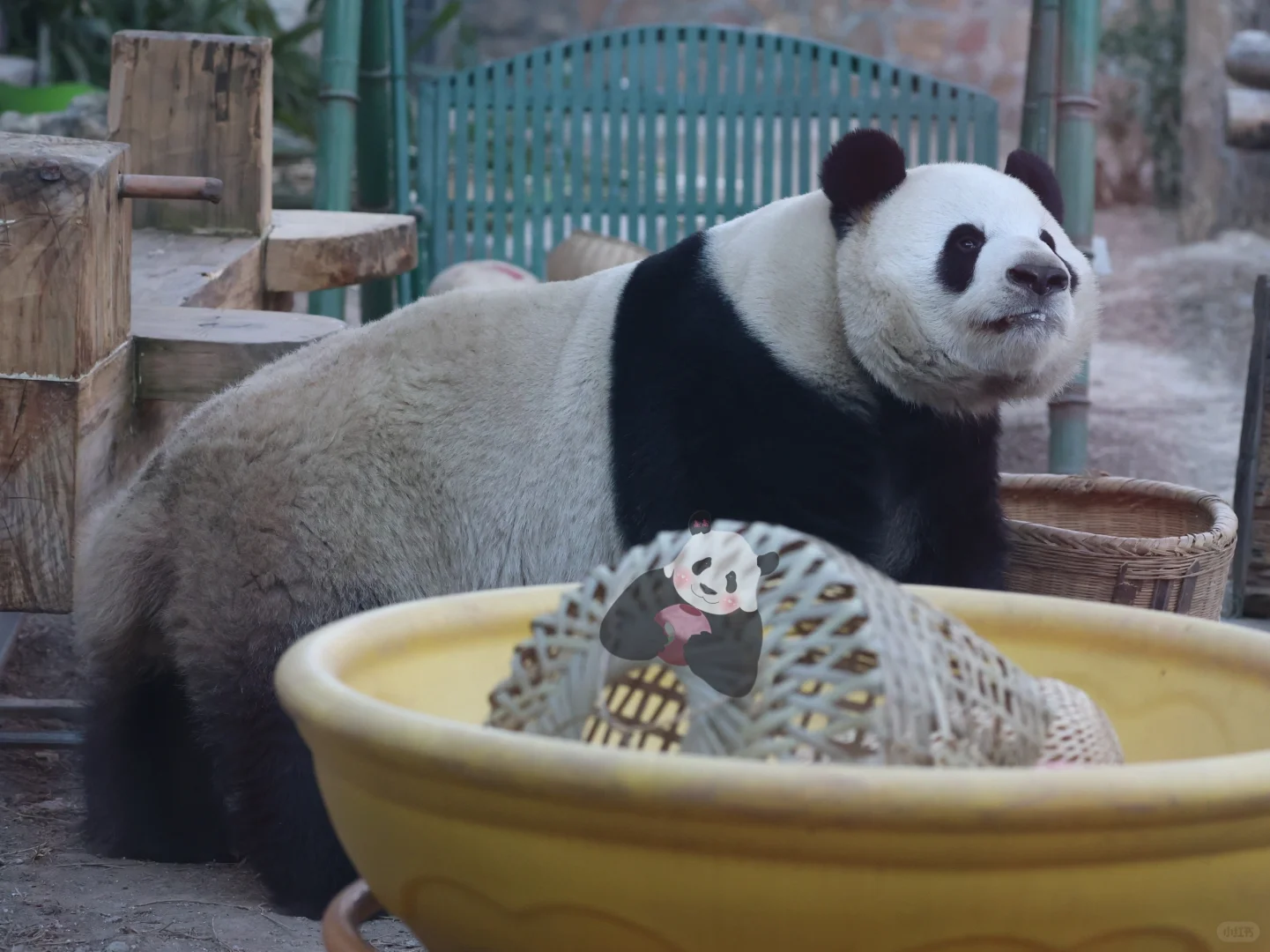 性感嫩模，在线翘臀