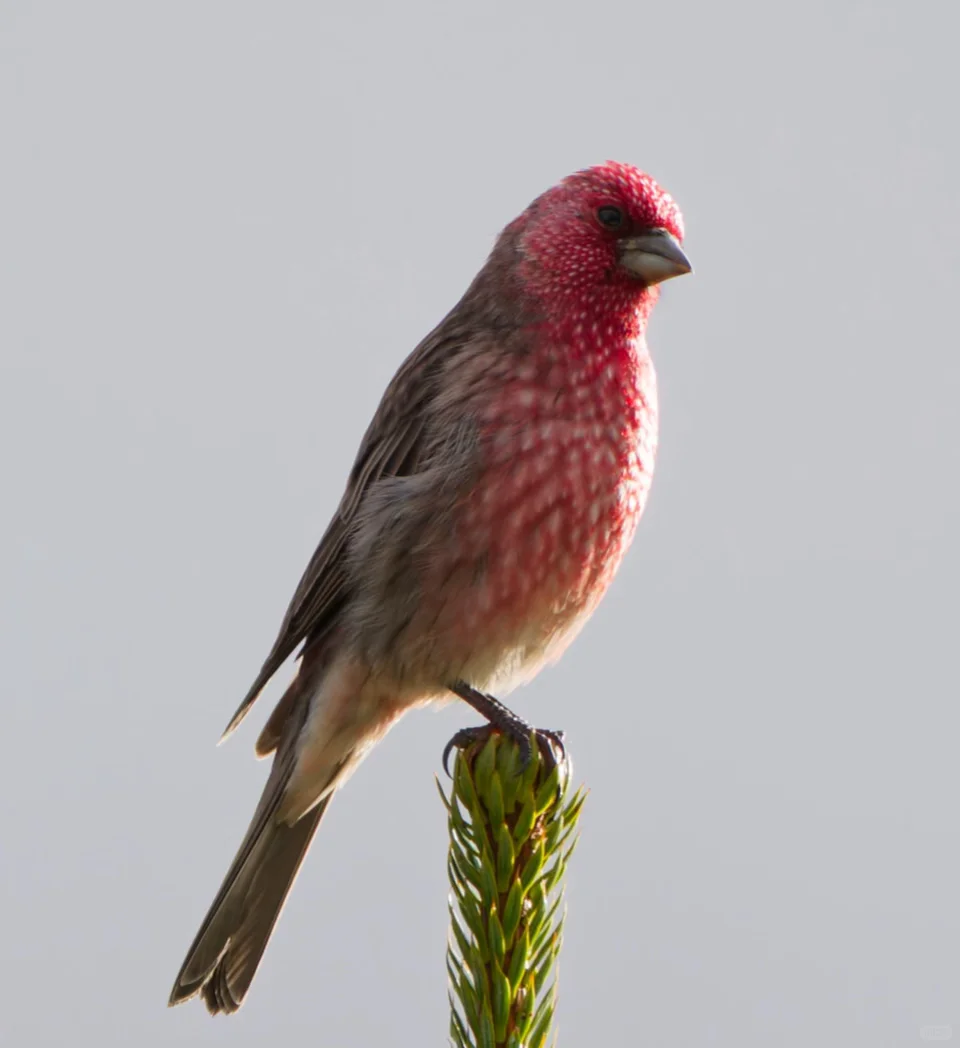 No.440-1娇艳欲滴的草莓🍓—拟大朱雀🐦🔥