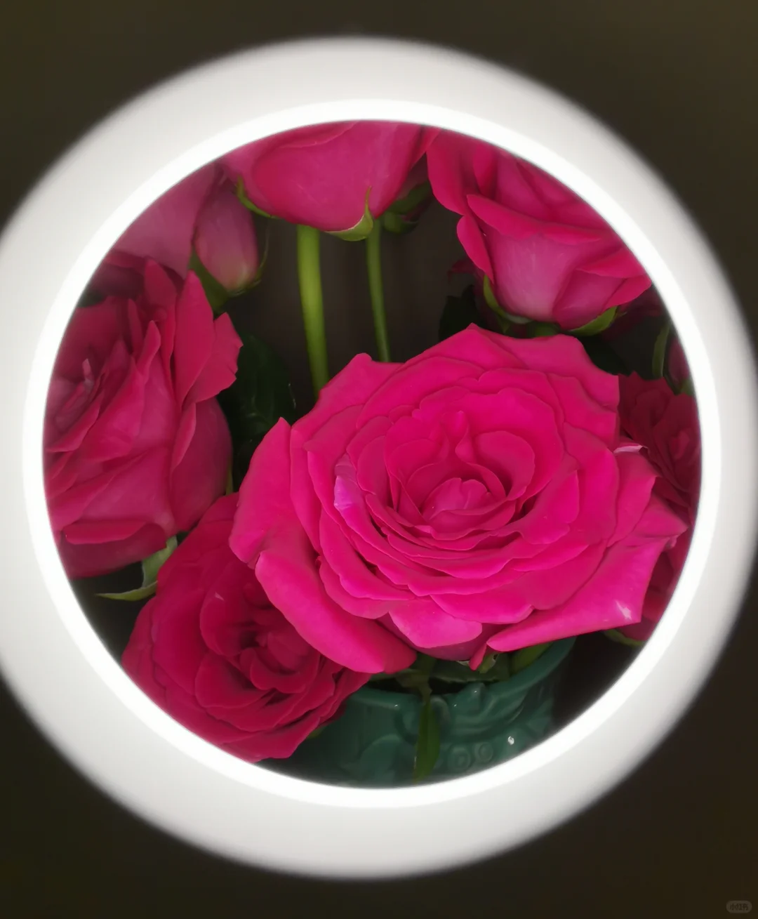 10月～第三束鲜花，娇艳的佛洛伊德。