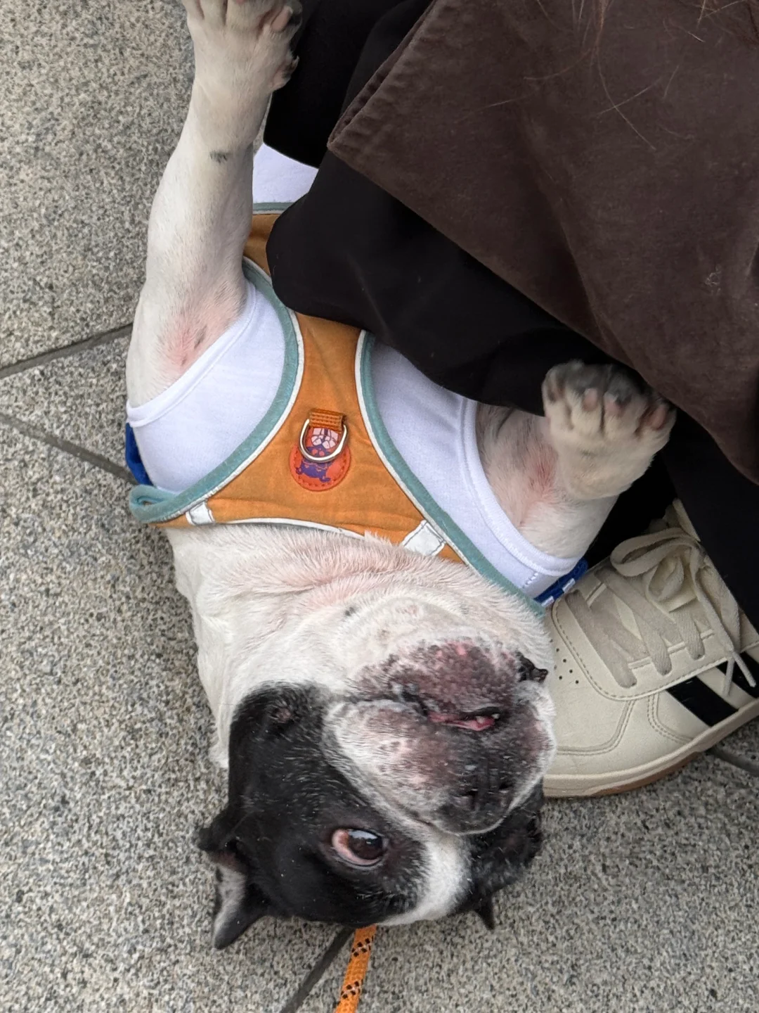 万能小红书求杭州11.1法斗美少女壮士照片