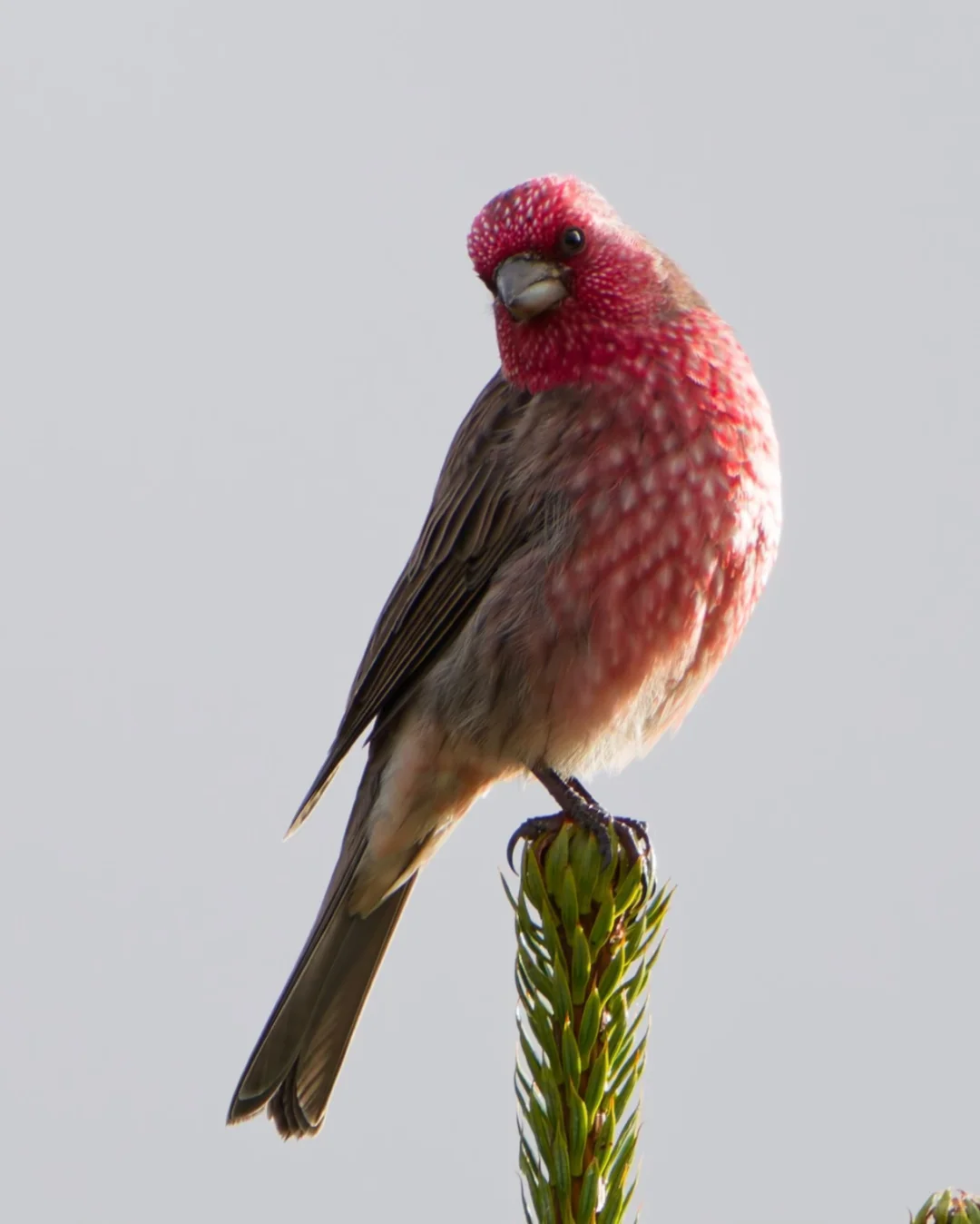 No.440-1娇艳欲滴的草莓🍓—拟大朱雀🐦🔥