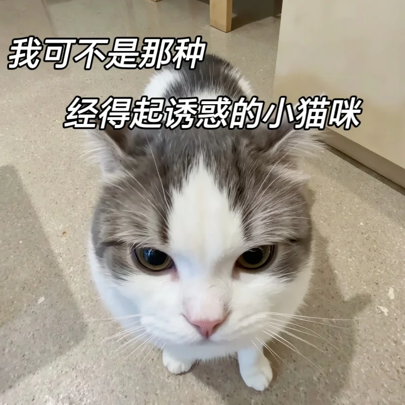 情侣聊天专用可爱小猫表情包