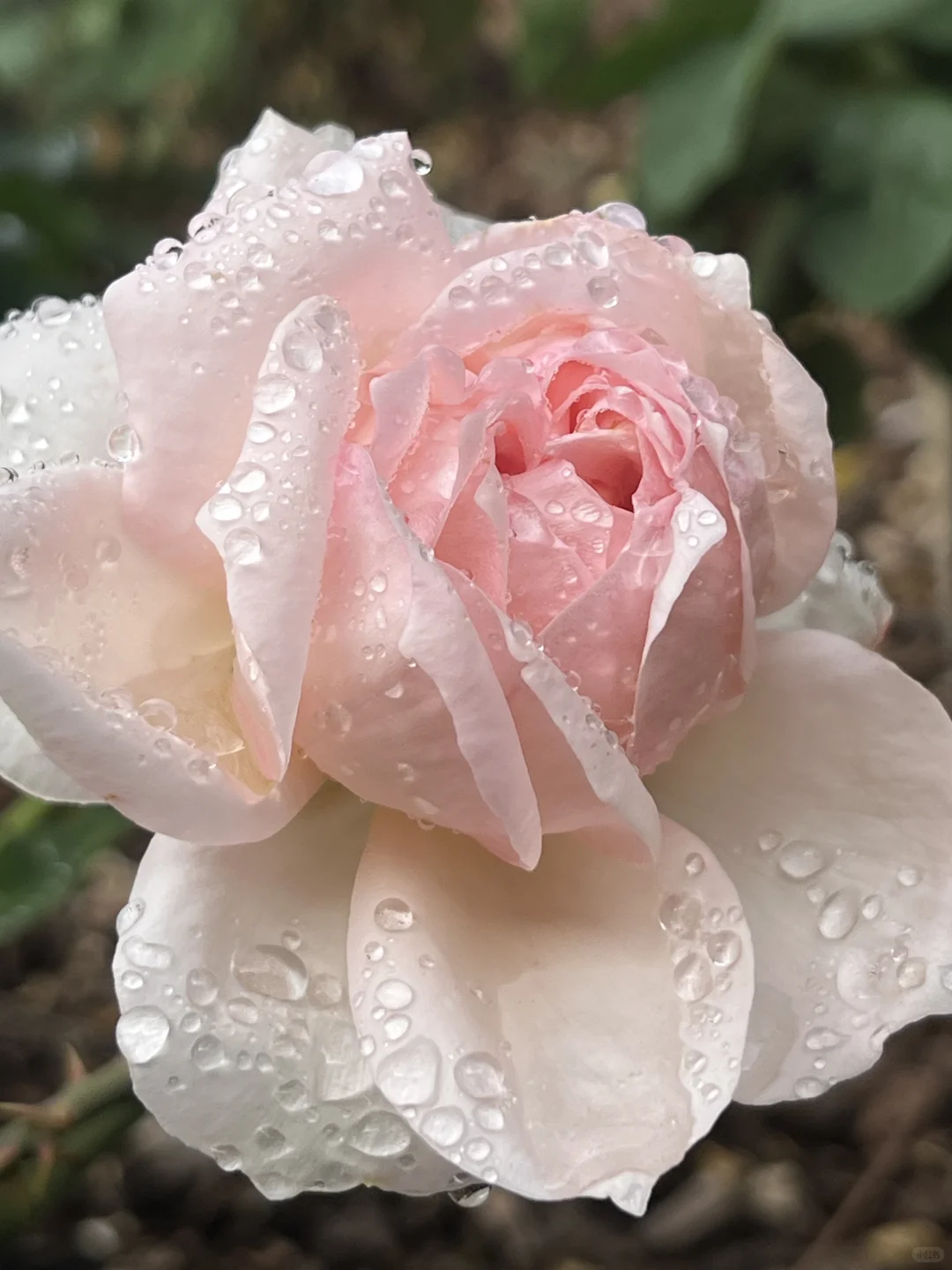 这就是娇艳欲滴吧