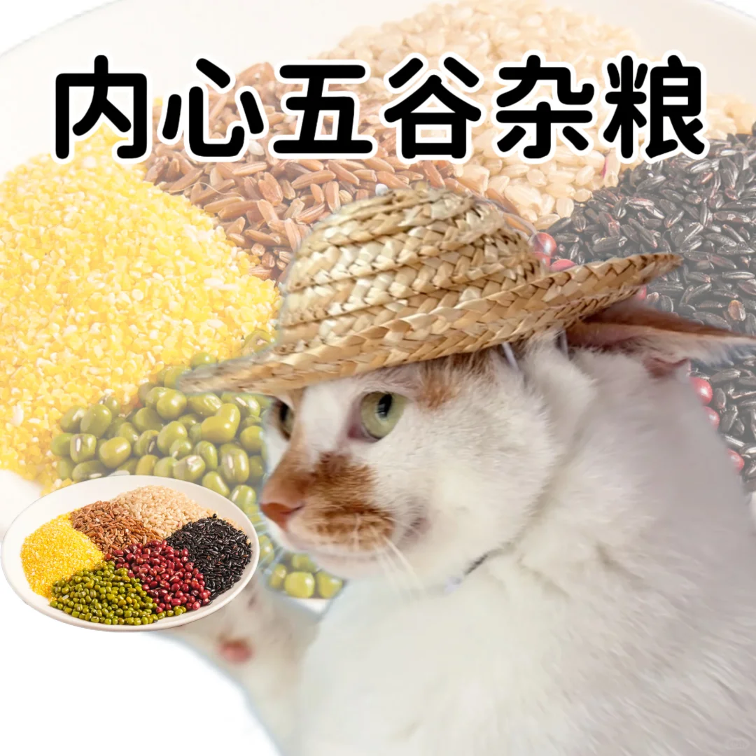 小猫演绎食物谐音梗
