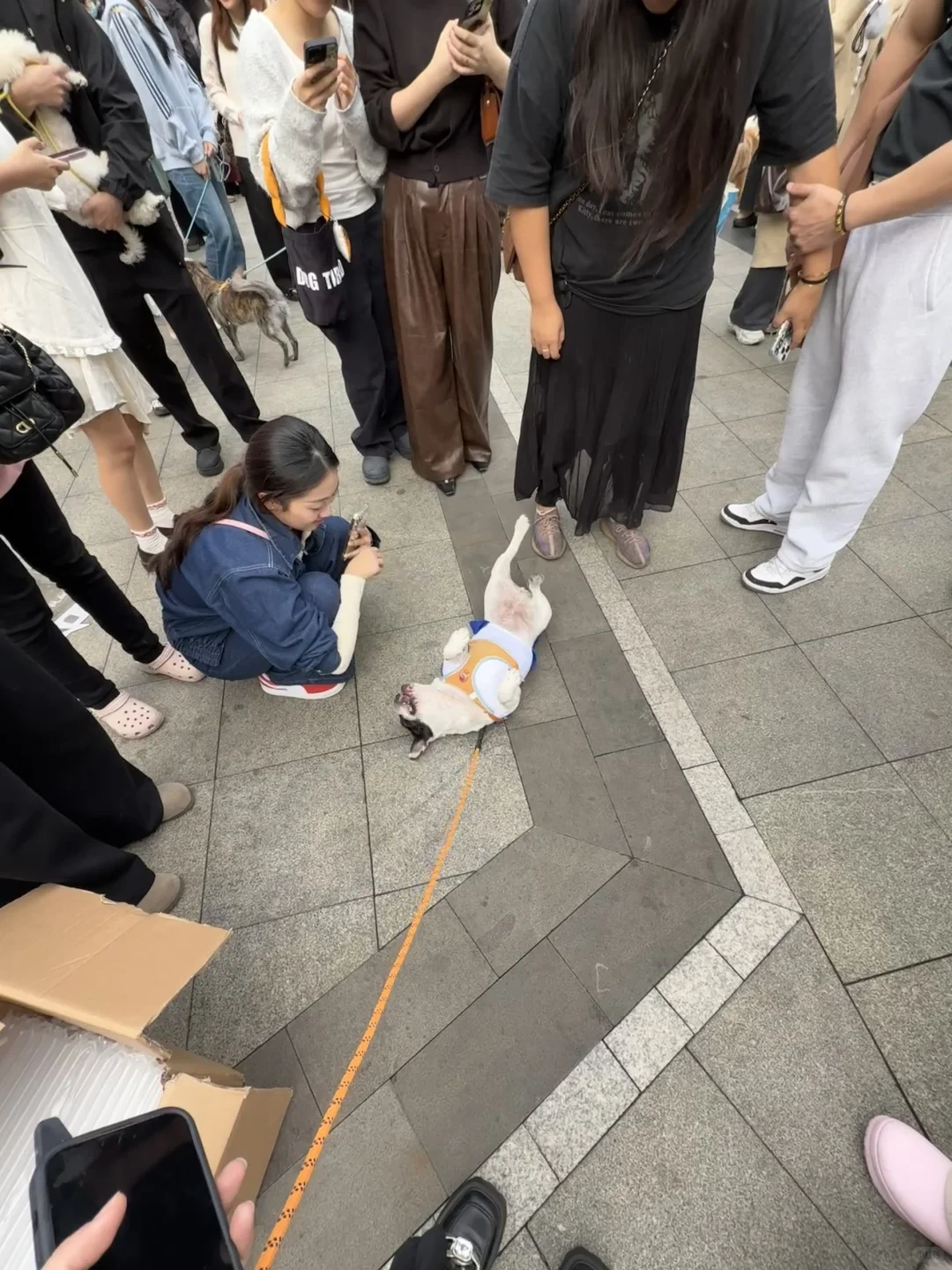 万能小红书求杭州11.1法斗美少女壮士照片