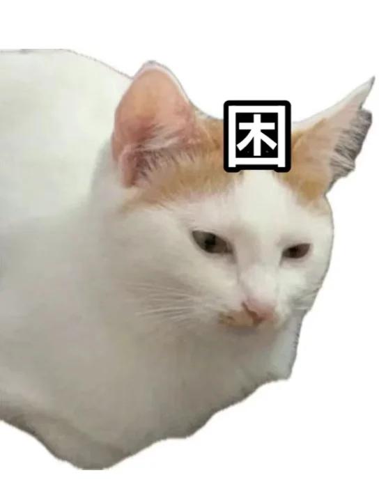 我会一直为我家猫做表情包的……