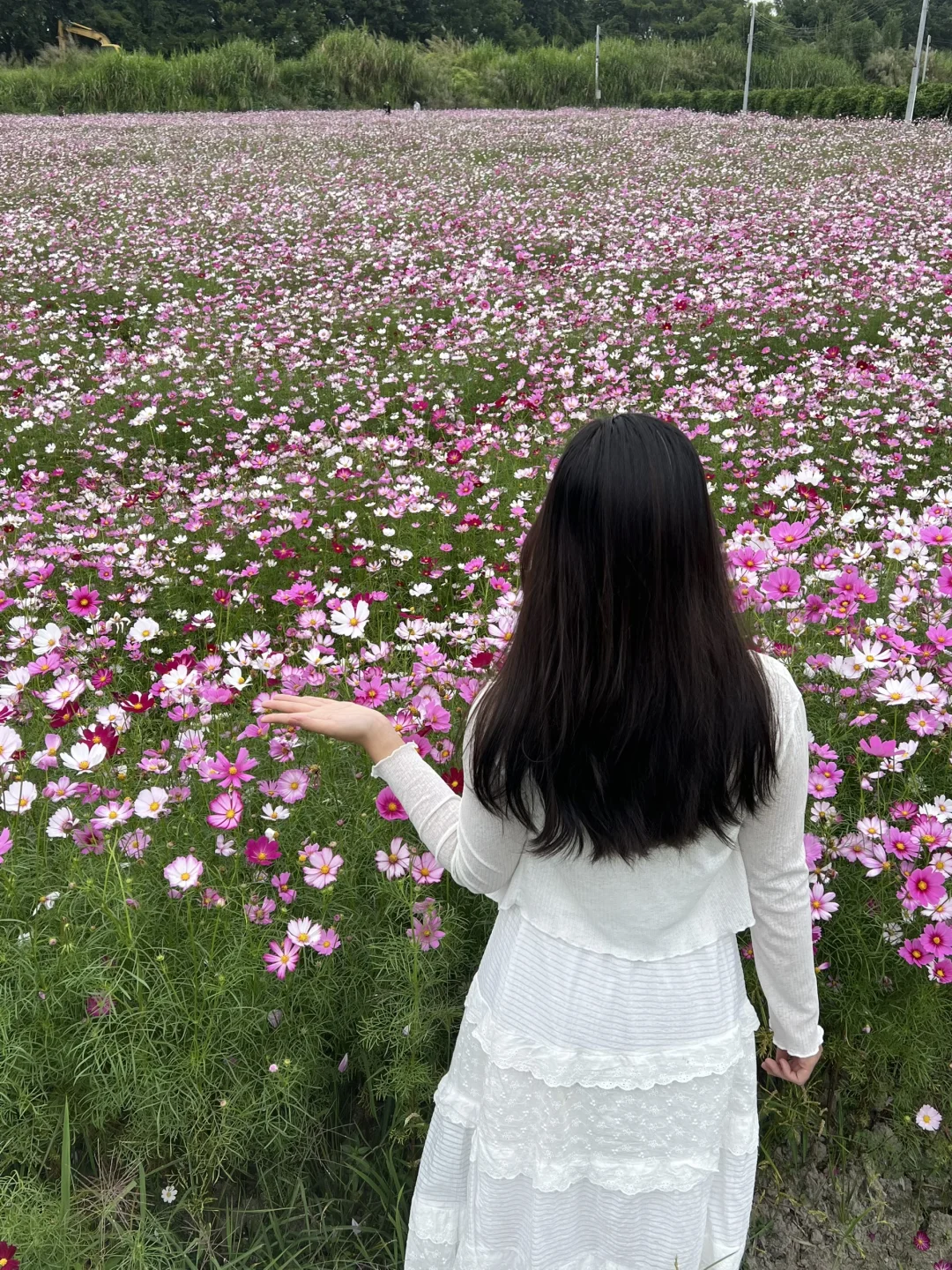 广州乡村！格桑花海秘境｜附拍照全攻略