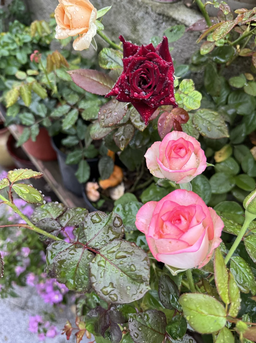 雨后的月季，娇艳欲滴