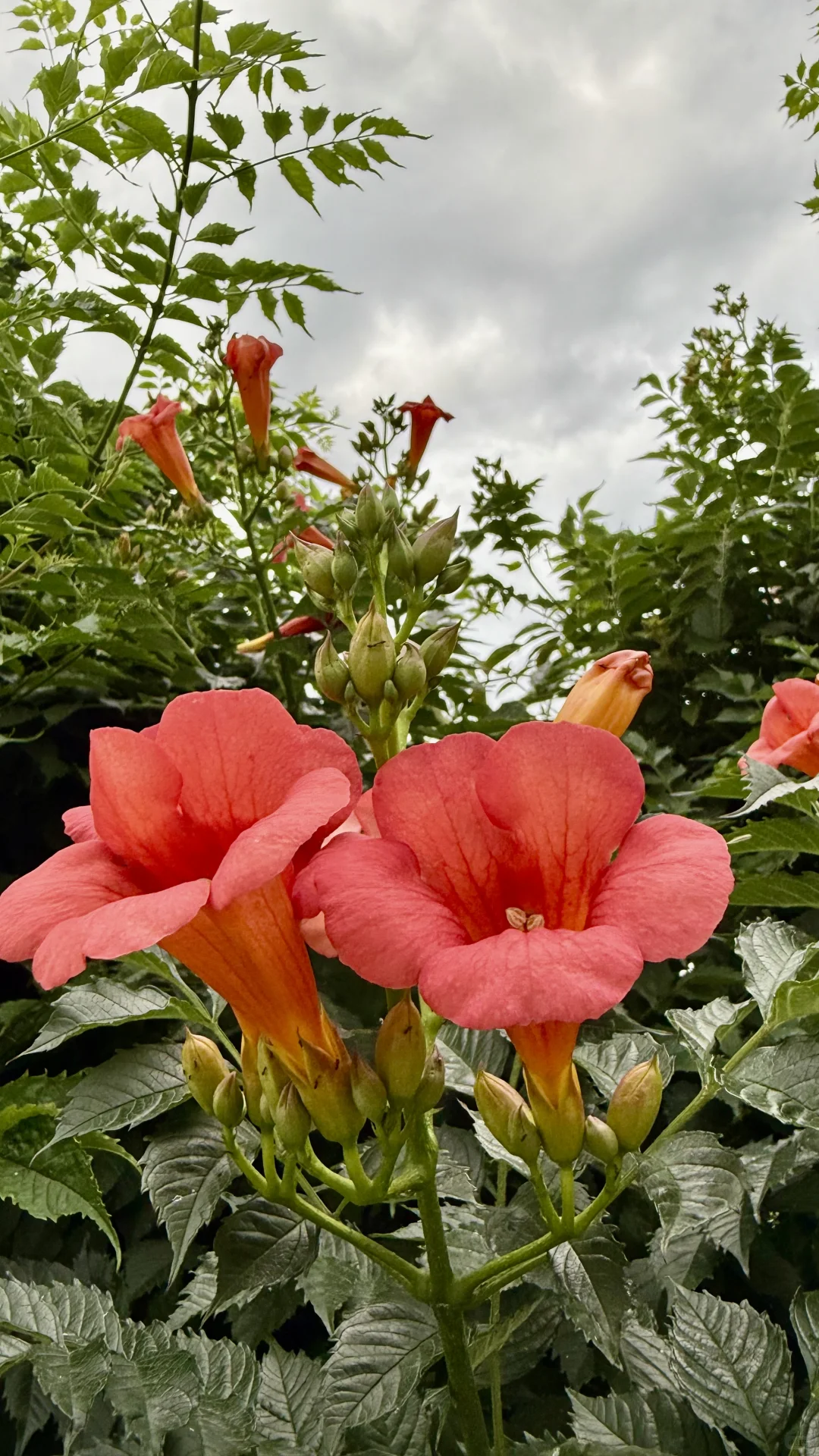 什么花如此娇艳