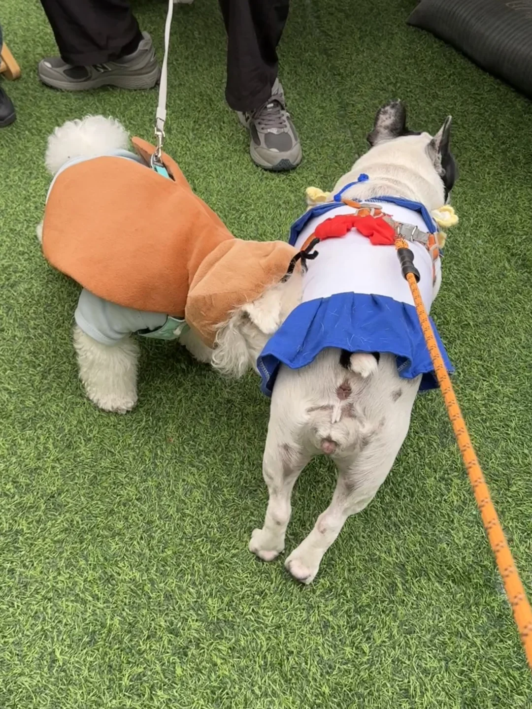 万能小红书求杭州11.1法斗美少女壮士照片