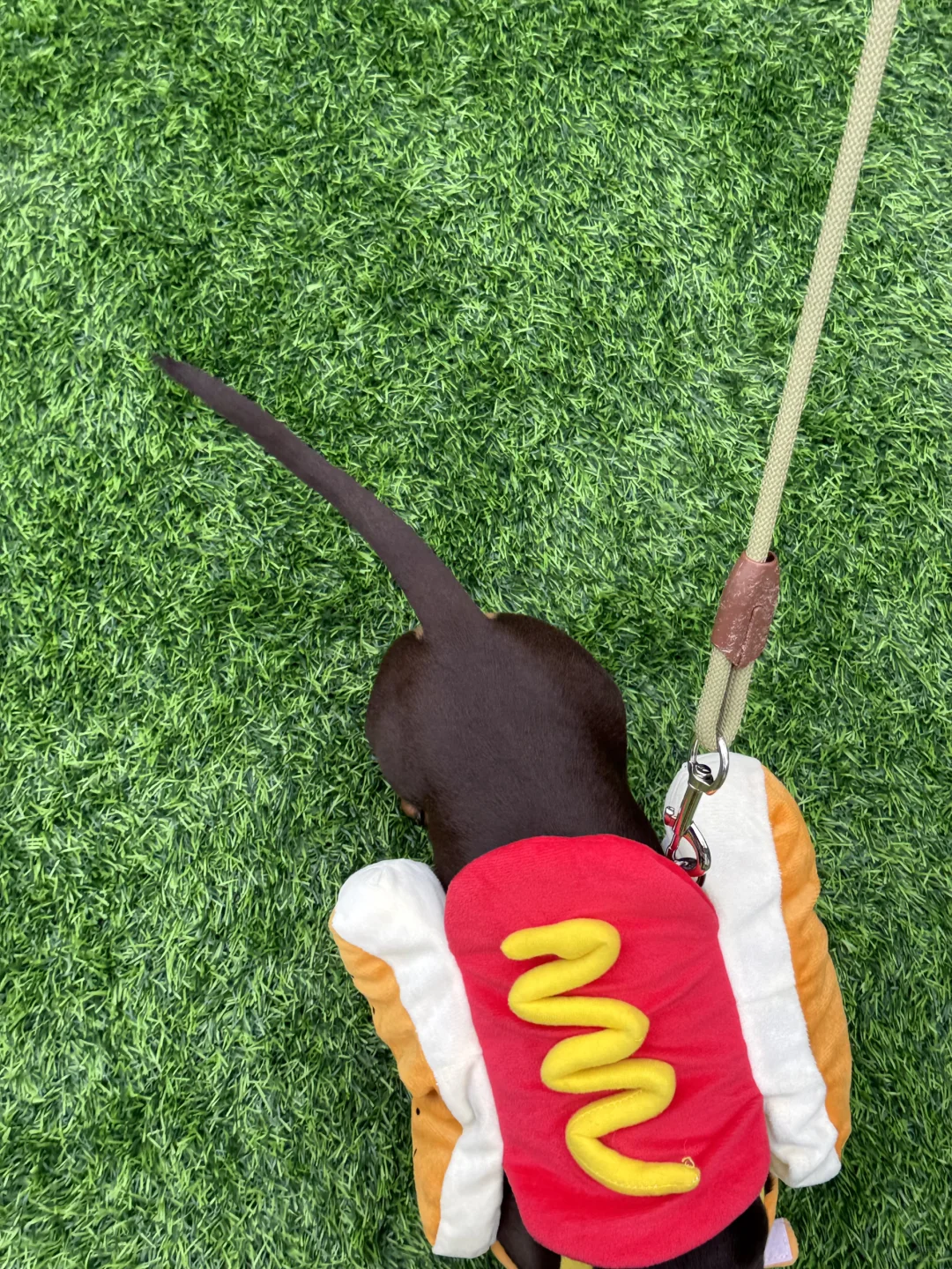 万能小红书求杭州11.1法斗美少女壮士照片