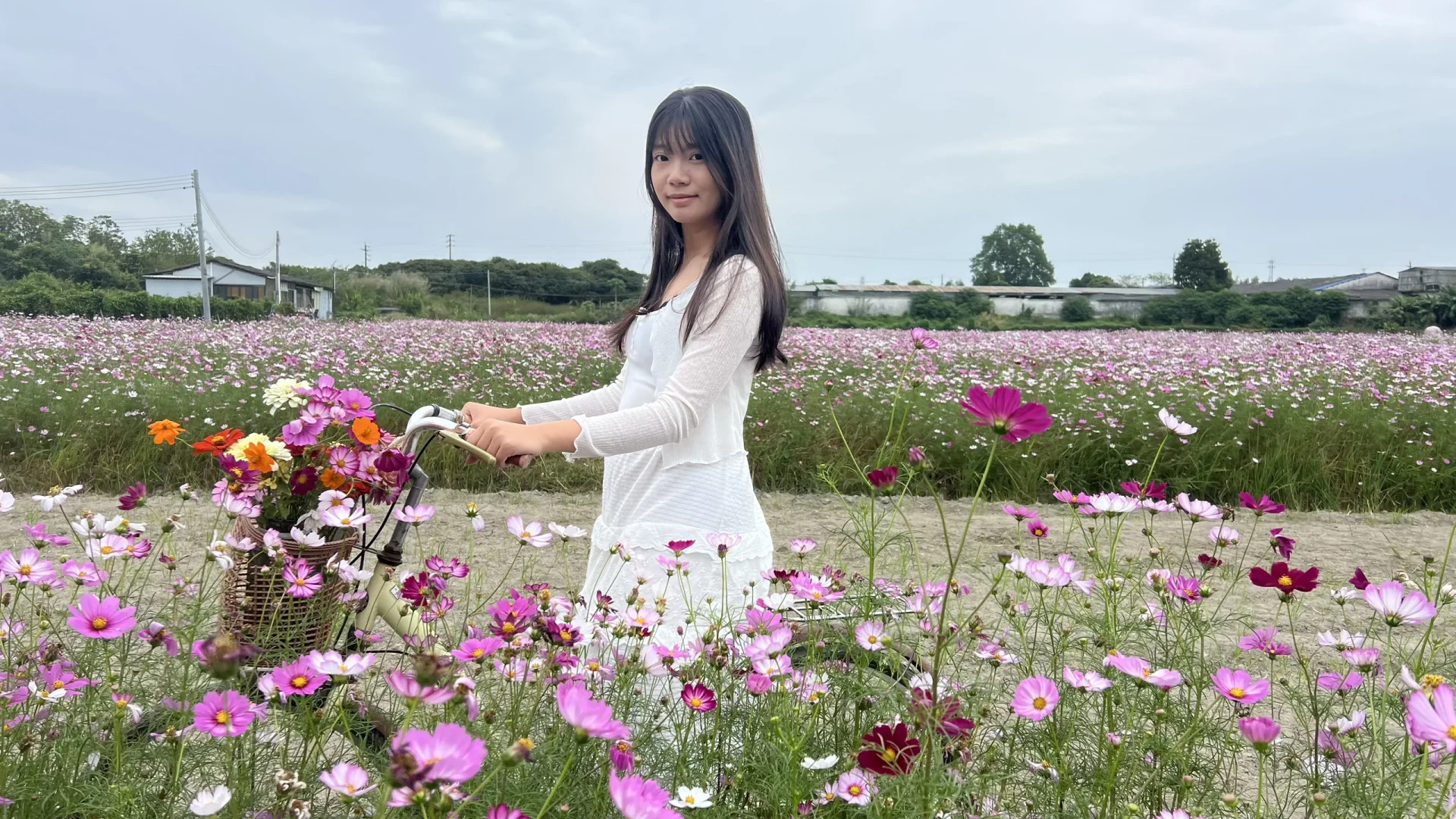 广州乡村！格桑花海秘境｜附拍照全攻略