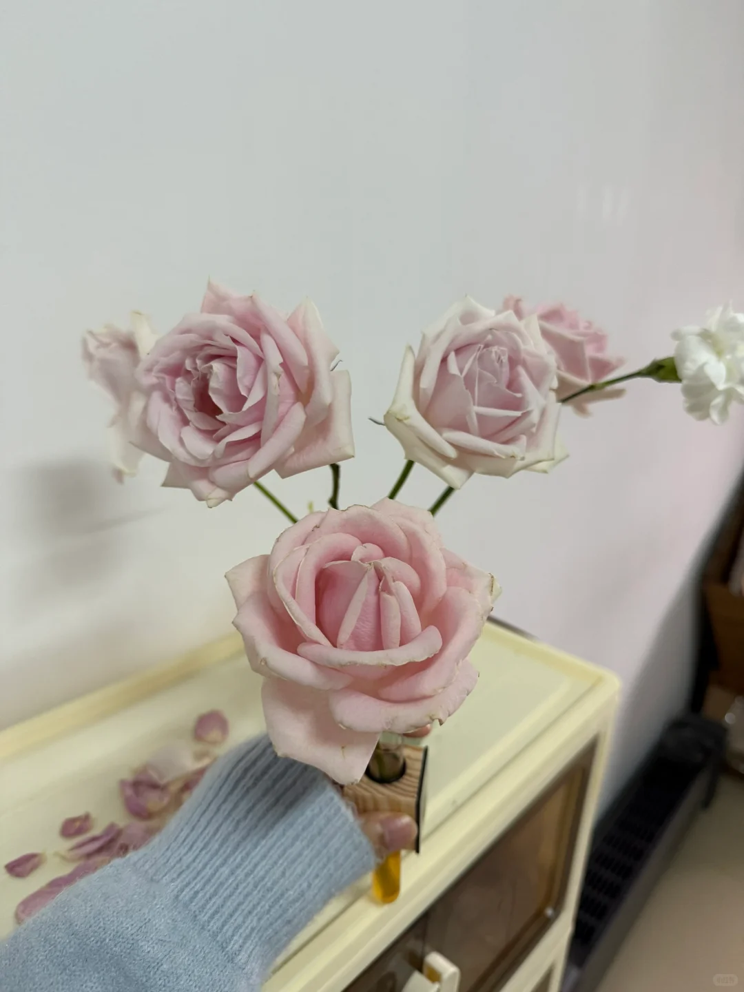 芬达+粉红雪山=娇艳欲滴！