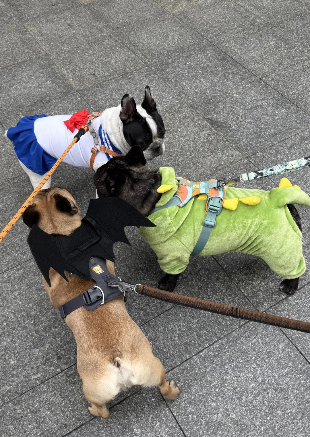 万能小红书求杭州11.1法斗美少女壮士照片