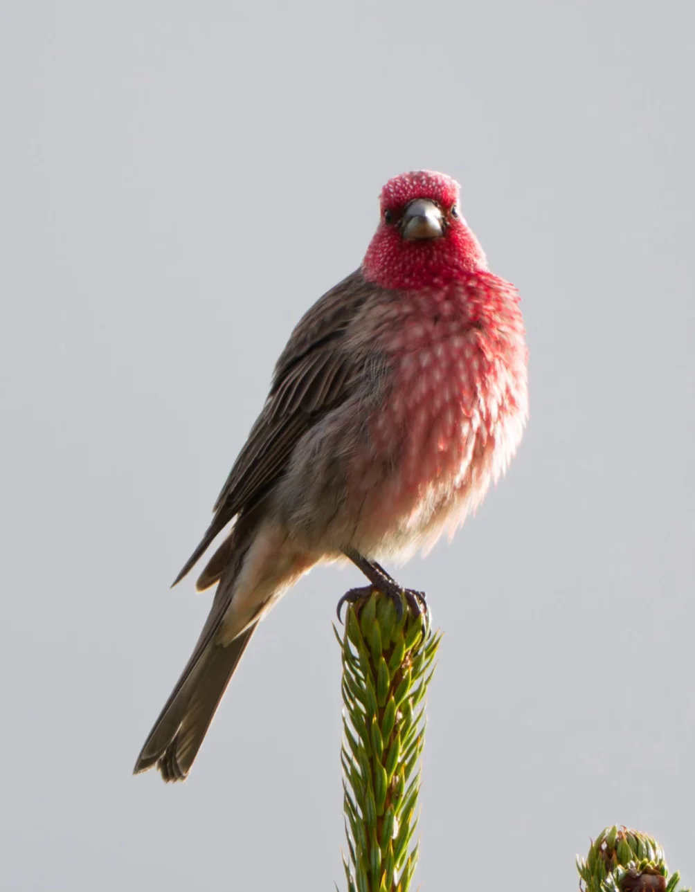 No.440-1娇艳欲滴的草莓🍓—拟大朱雀🐦🔥