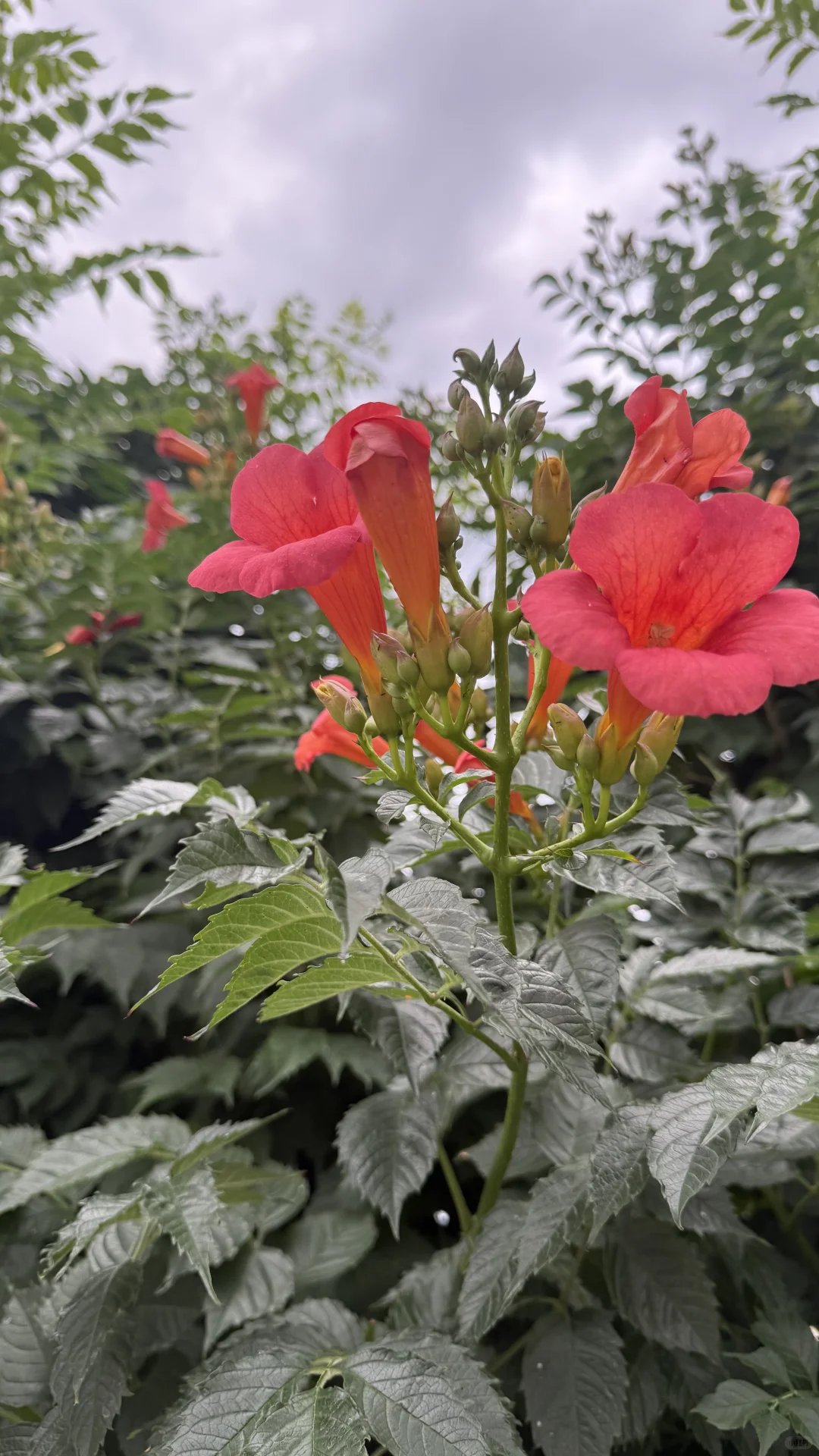 什么花如此娇艳