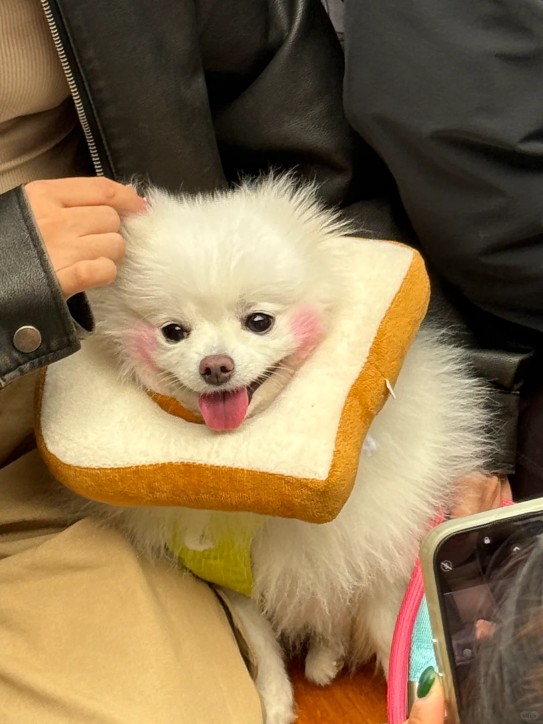 万能小红书求杭州11.1法斗美少女壮士照片