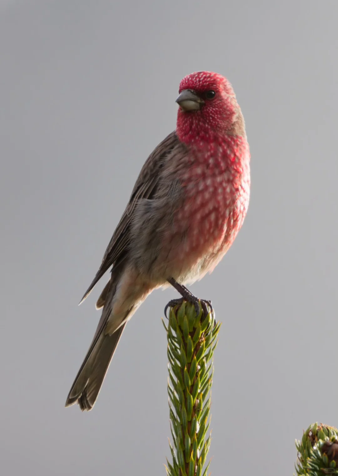 No.440-1娇艳欲滴的草莓🍓—拟大朱雀🐦🔥