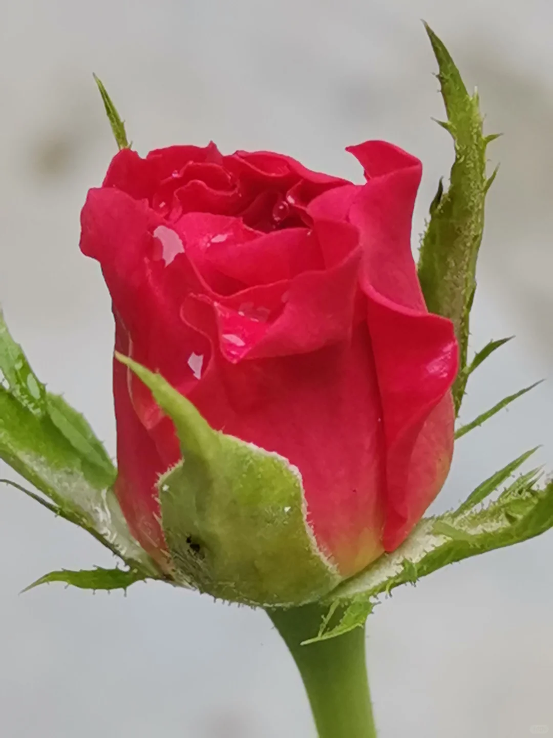 秋天除了菊花，还有......